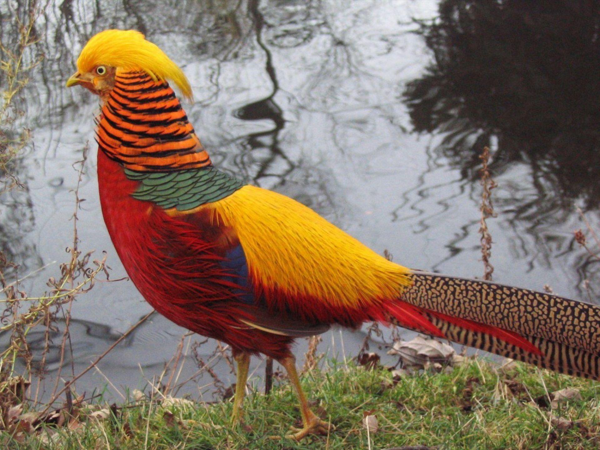 1920x1440 Golden Pheasant HD Wallpaper Wallpaper Inn. Beautiful