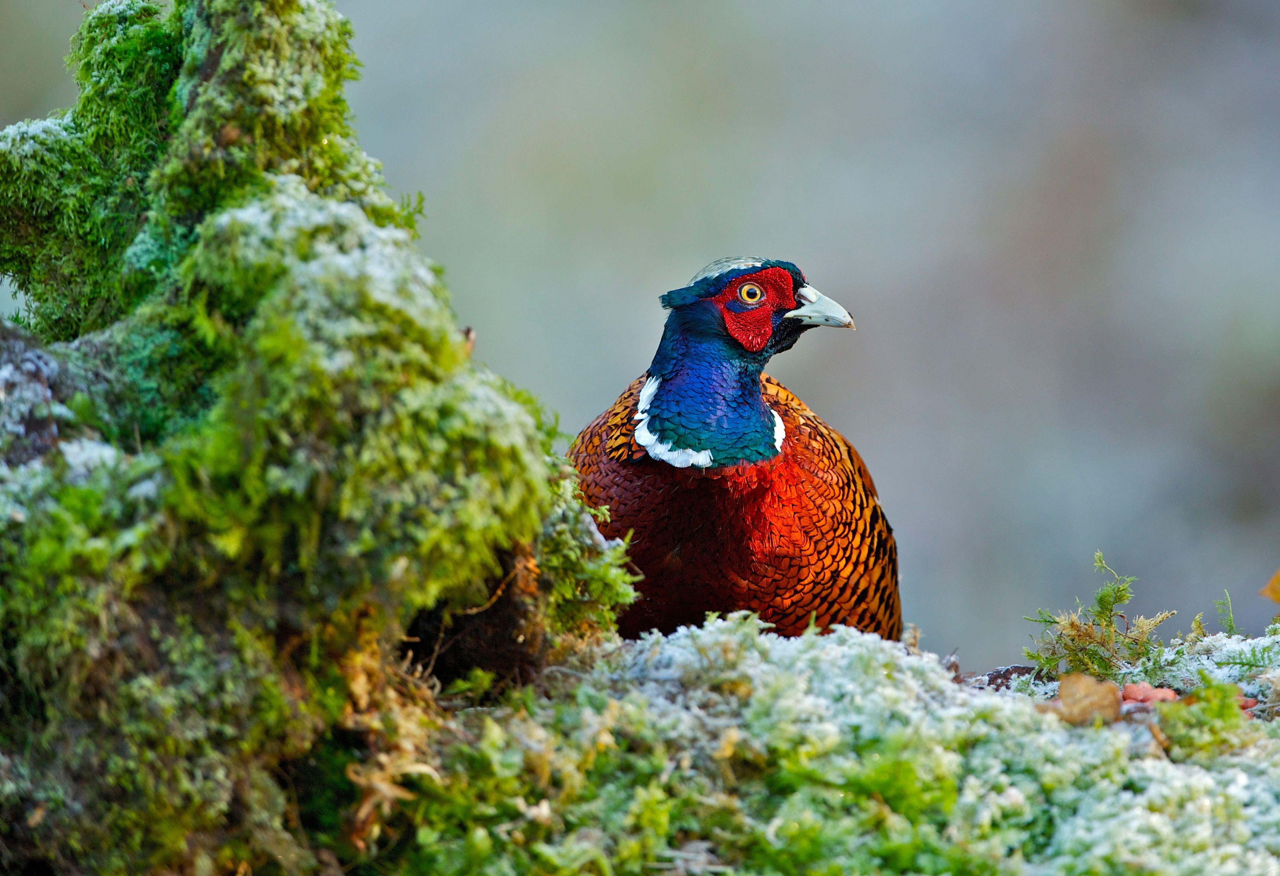 Pheasant Wallpapers - Top Free Pheasant Backgrounds - WallpaperAccess