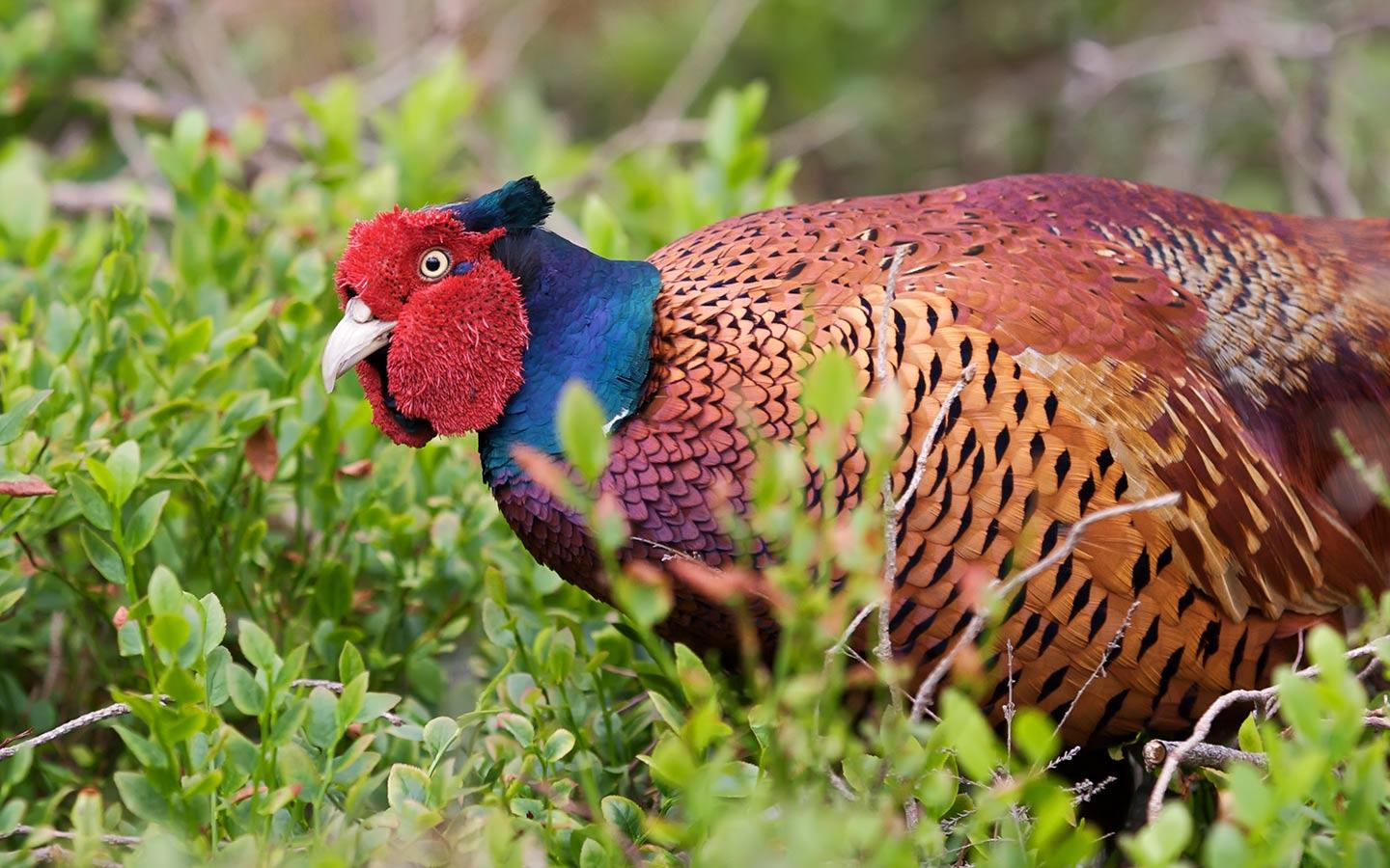 1440x900 HD Pheasant Wallpaper