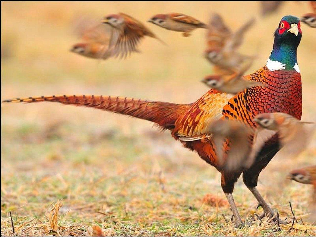 1280x960 Pheasant Wallpaper and Background Imagex960