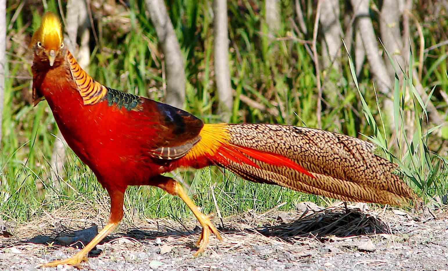 1543x936 Golden Pheasant 1268 - Golden Pheasant Birds HD Wallpaper