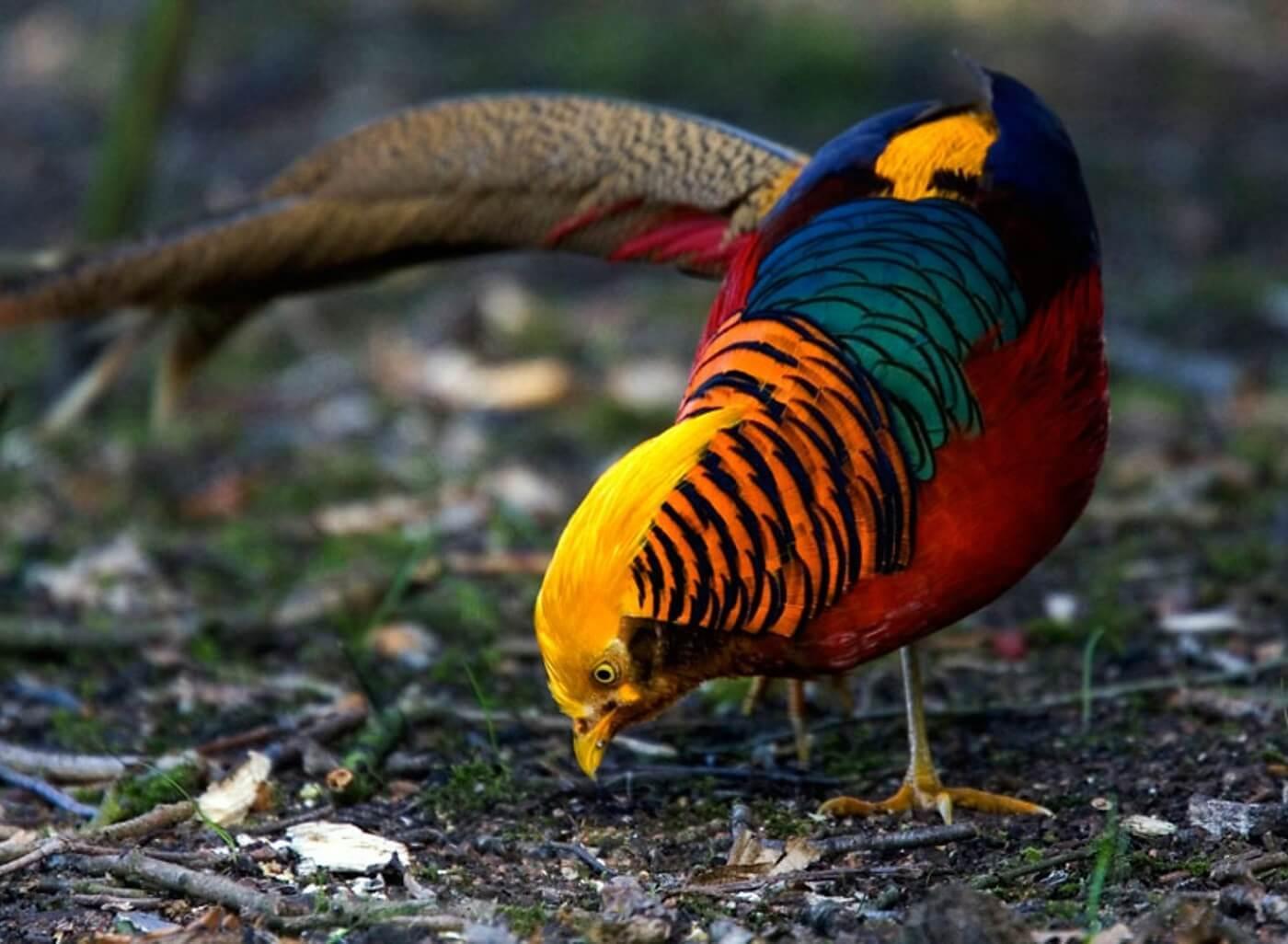 Golden Pheasant Wallpapers Top Free Golden Pheasant Backgrounds