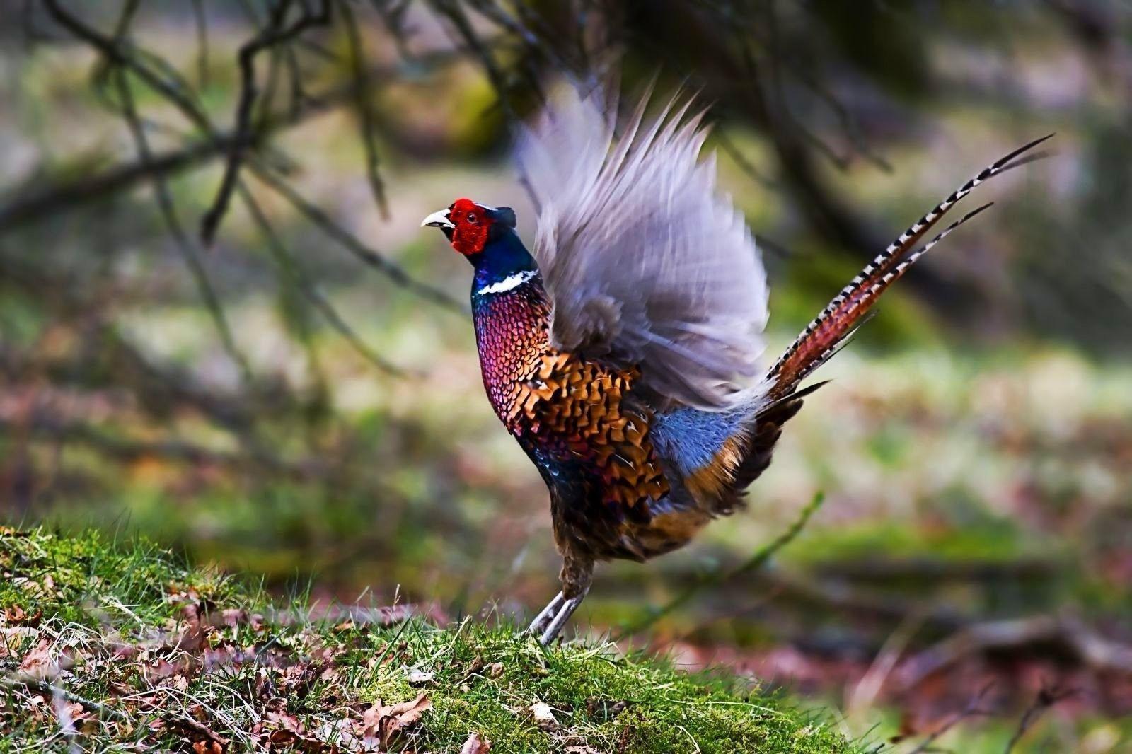 1600x1066 Pheasant Wallpaper