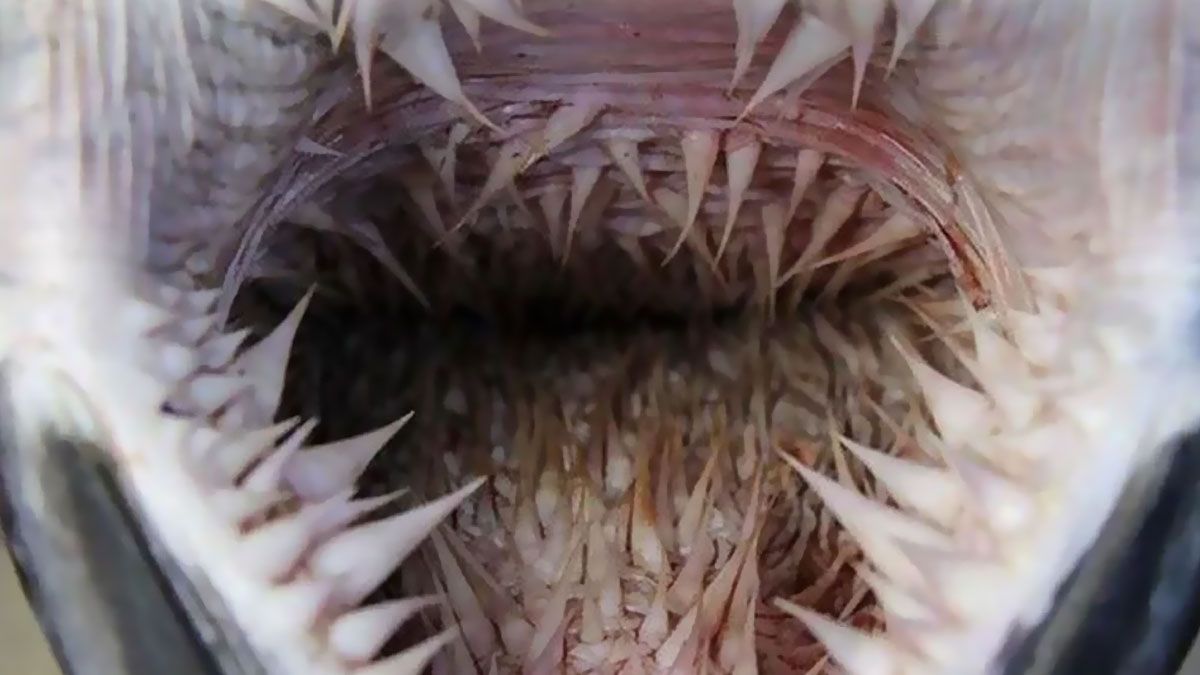 1200x675 Oddly Horrifying”: 50 Of The Most Unnerving Image That Might Freak You Out