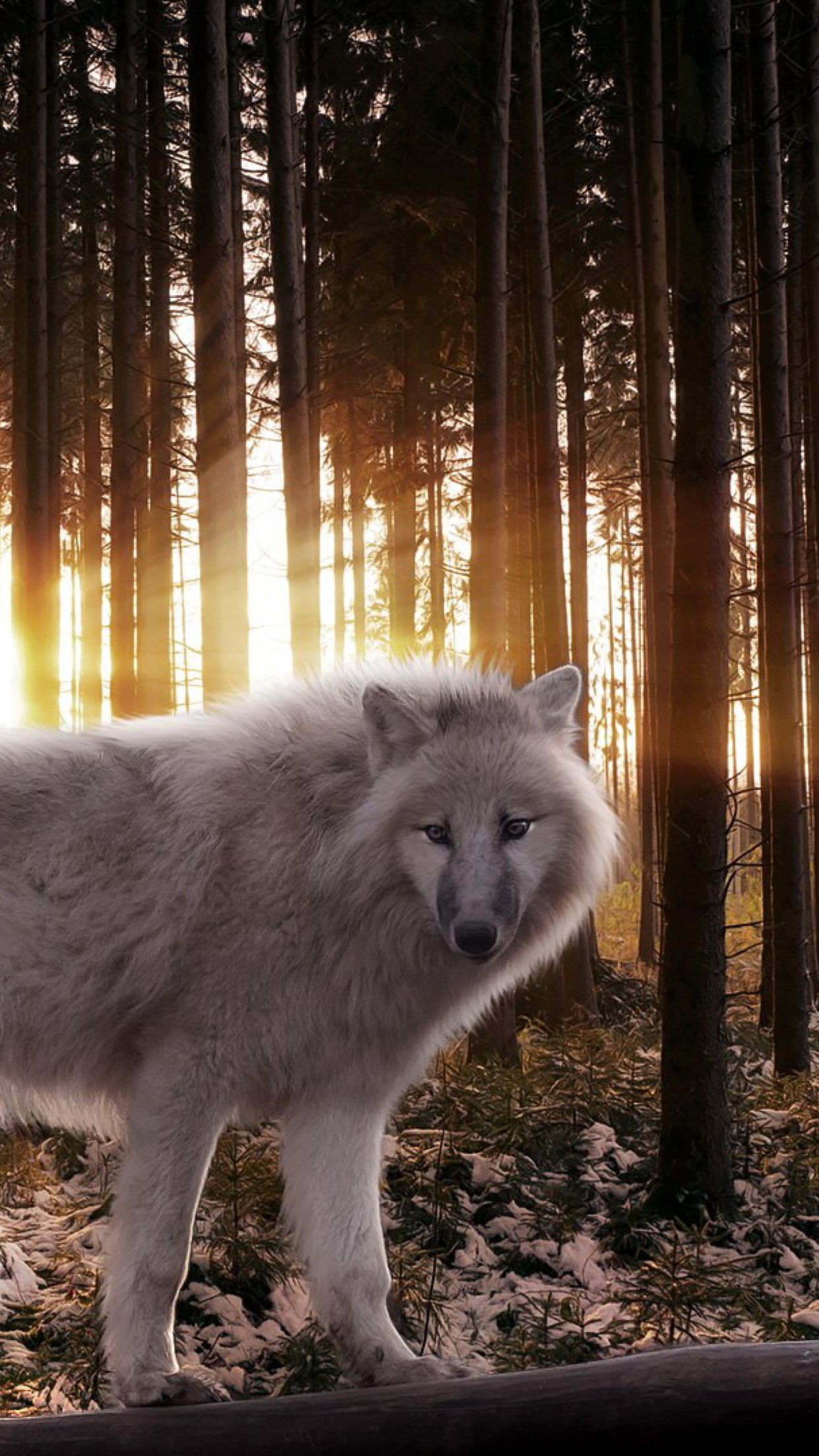1242x2208 Wolf wood Wallpaper for iPhone Pro Max, X, 6