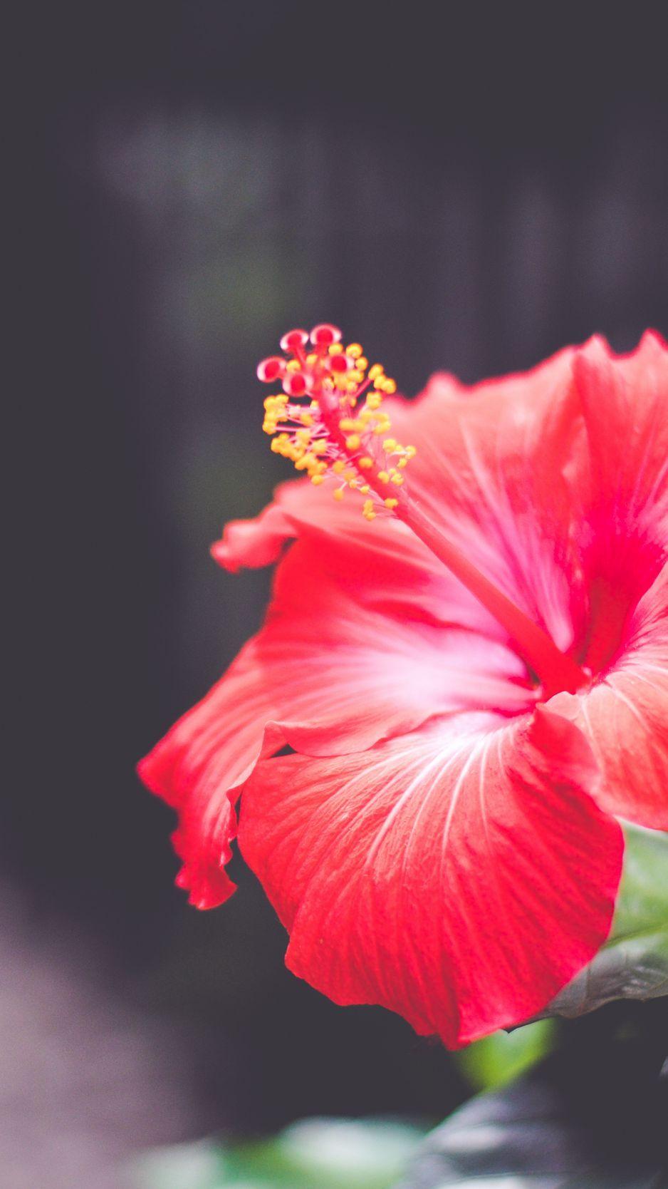 Hibiscus iPhone Wallpapers - Top Free Hibiscus iPhone Backgrounds ...