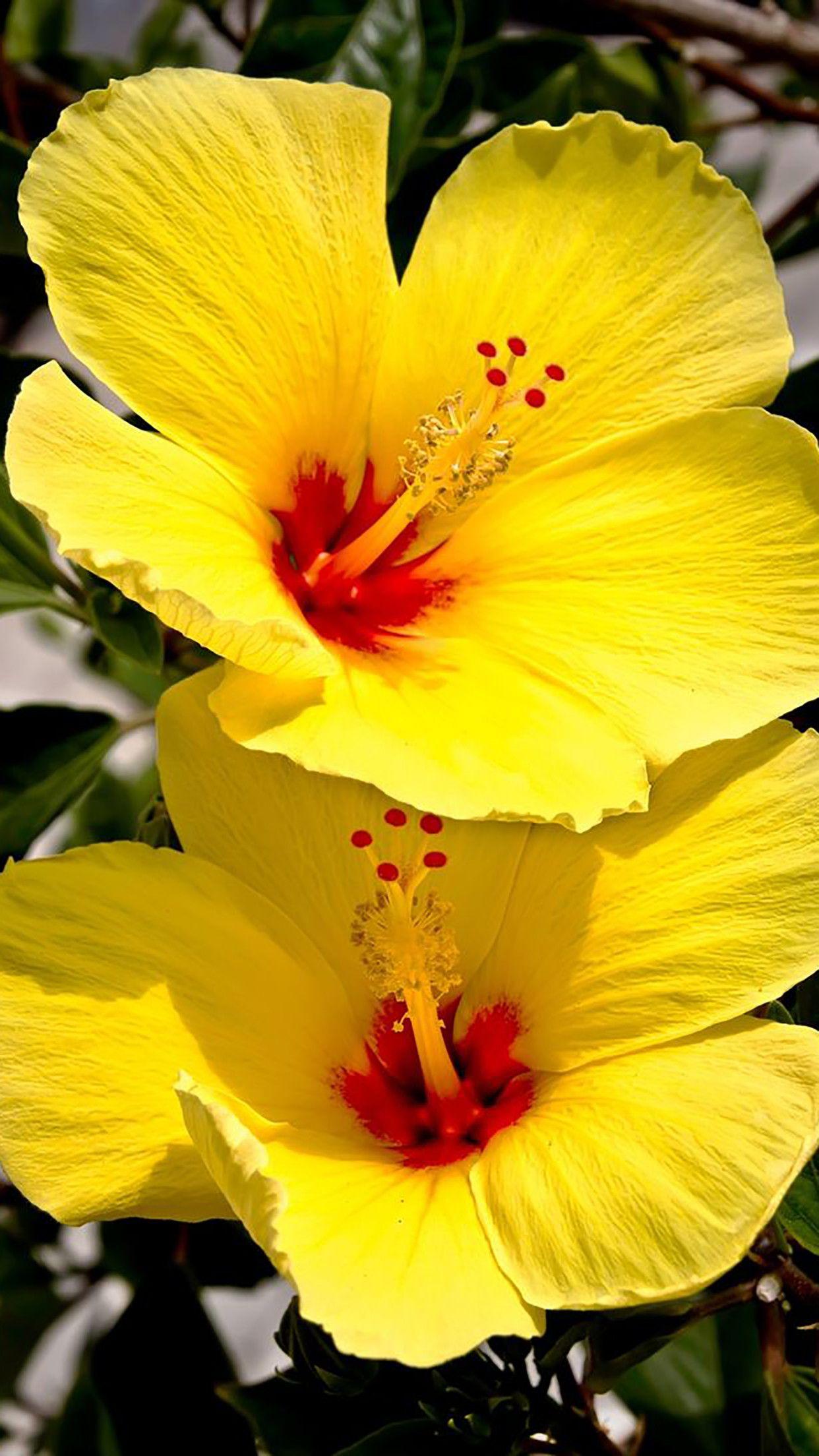 1242x2208 Hibiscus Wallpaper
