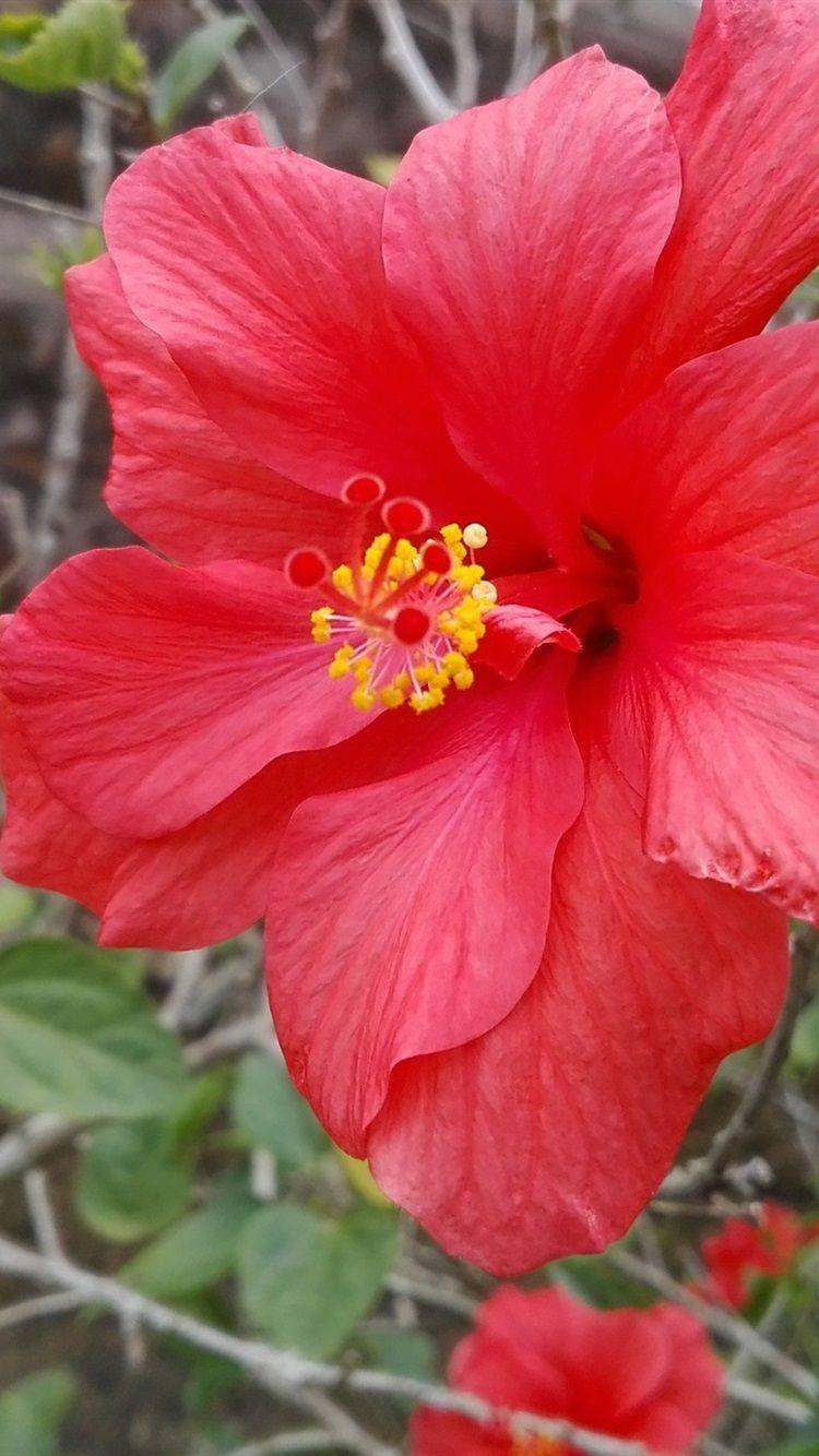 750x1334 Hibiscus Flower Close Up, Red Petals 750x1334 IPhone 8 7 6 6S