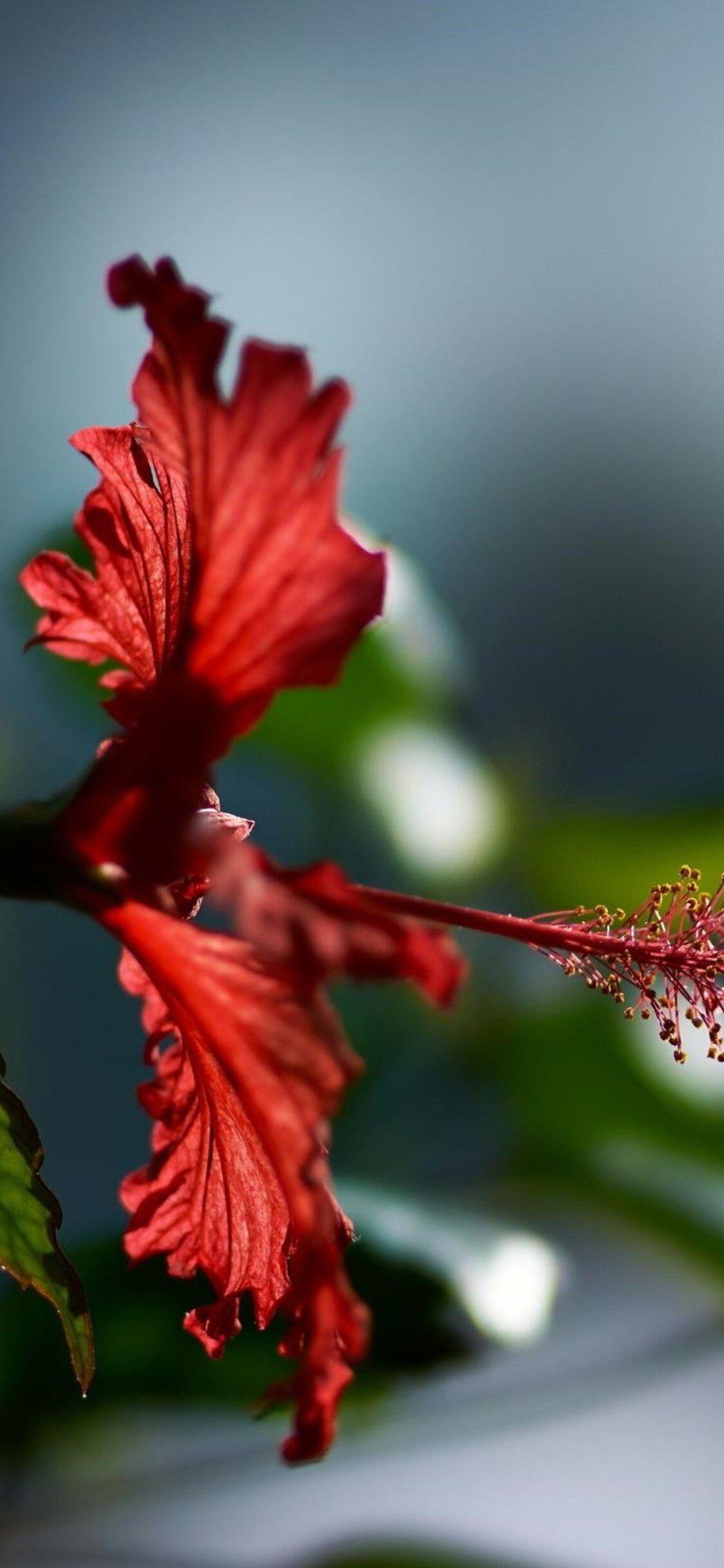 1125x2436 Hibiscus Flower iPhone XS, iPhone iPhone X HD 4k