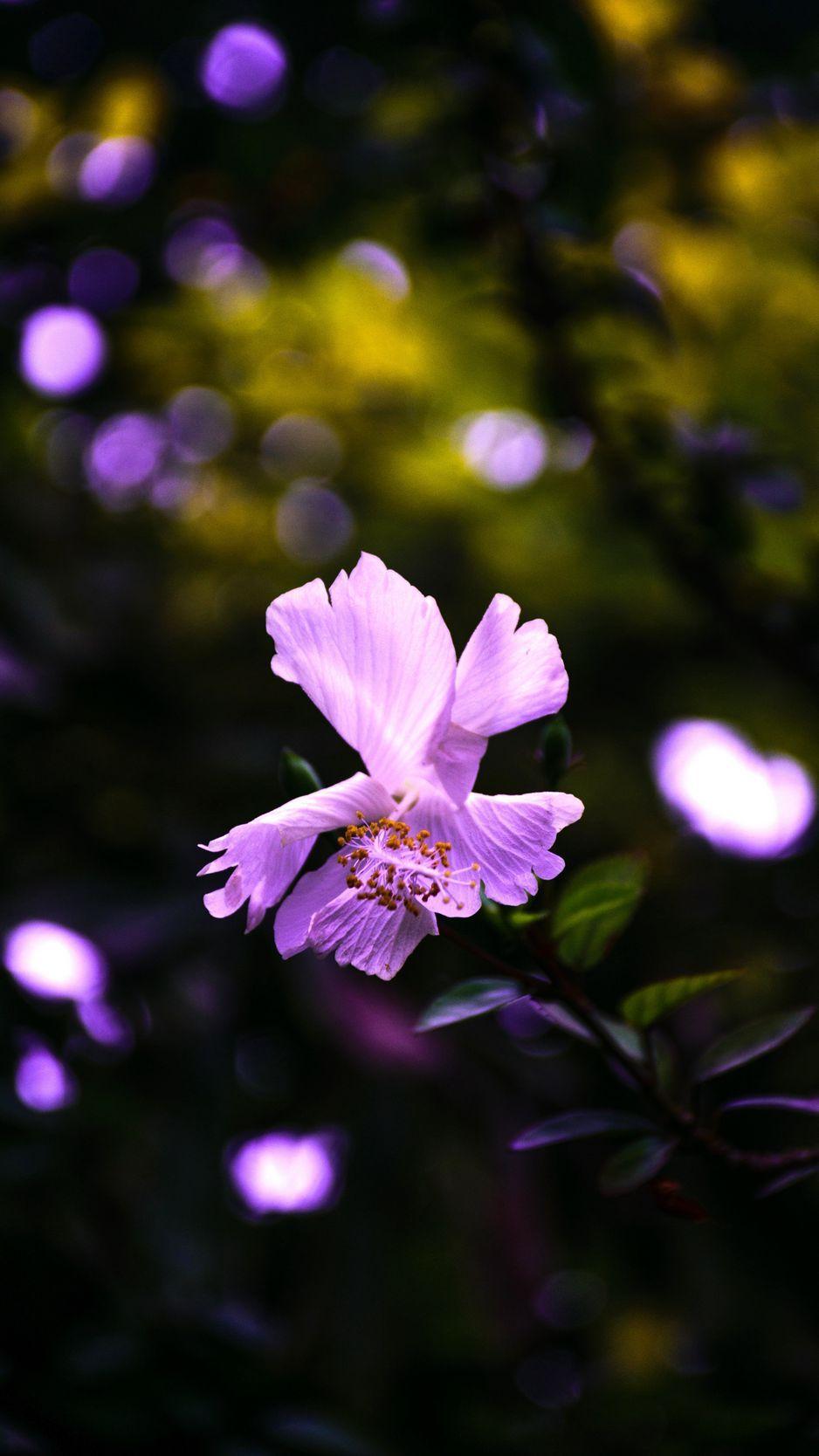 Hibiscus iPhone Wallpapers - Top Free Hibiscus iPhone Backgrounds ...