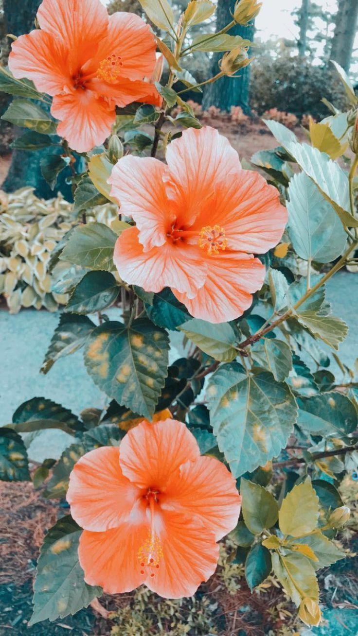 736x1309 Good Image Hibiscus fondos Style. Flower wallpaper, Flower
