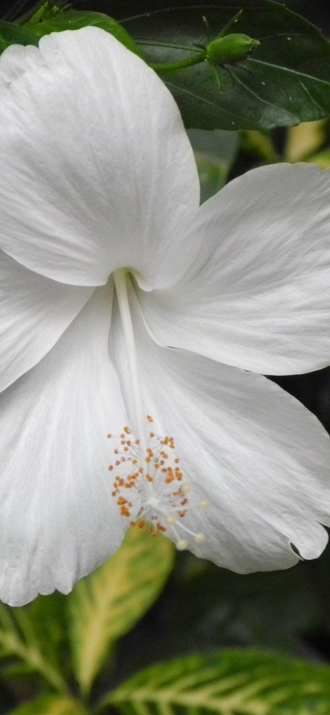 1125x2436 Download 1125x2436 wallpaper white hibiscus, flowers, bloom, close