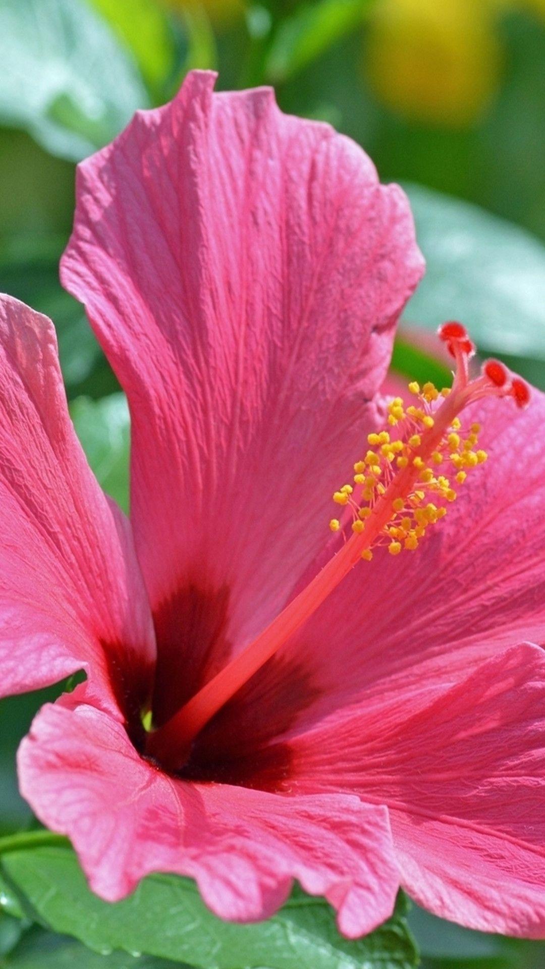 1080x1920 Hibiscus Wallpaper