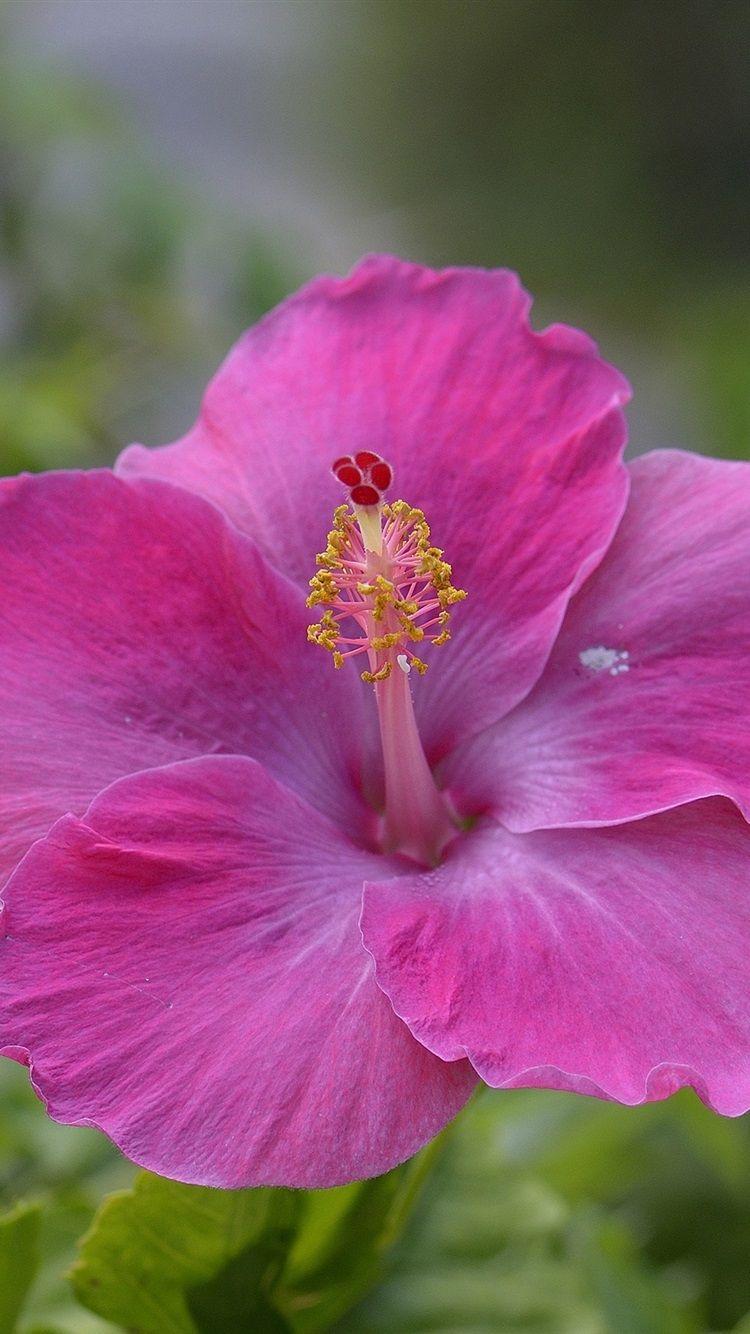 750x1334 Pink Hibiscus Flower 750x1334 IPhone 8 7 6 6S Wallpaper