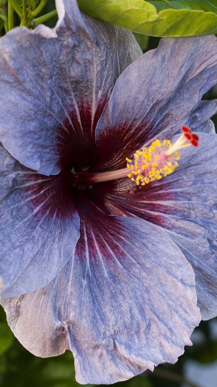 750x1334 Purple Hibiscus Flower Macro Photography 750x1334 IPhone 8 7 6 6S