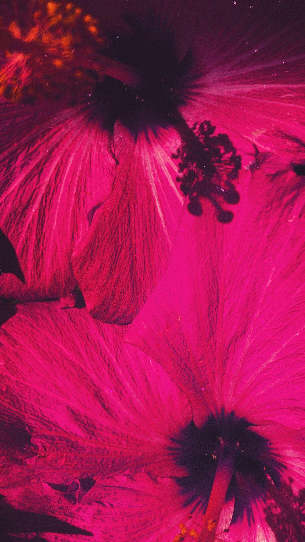 Hibiscus iPhone Wallpapers - Top Free Hibiscus iPhone Backgrounds ...