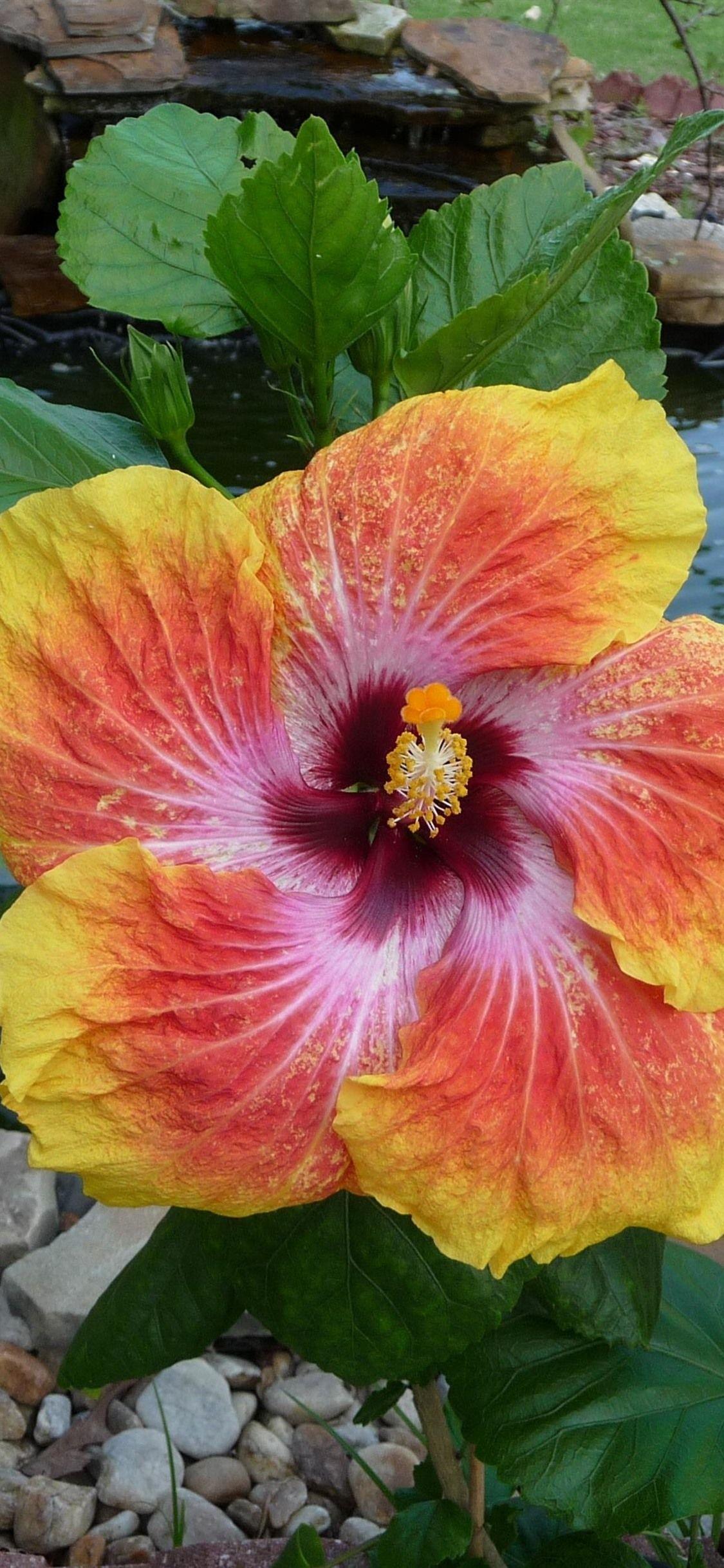 1125x2436 Red And Yellow Hibiscus 1125x2436 IPhone 11 Pro XS X Wallpaper
