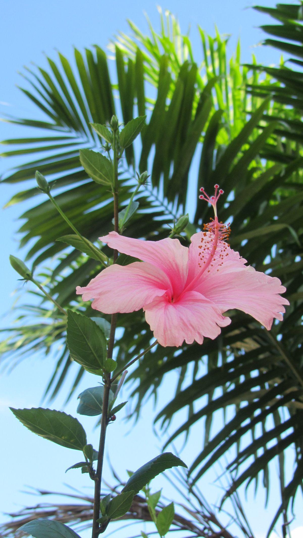 Тропический розовый