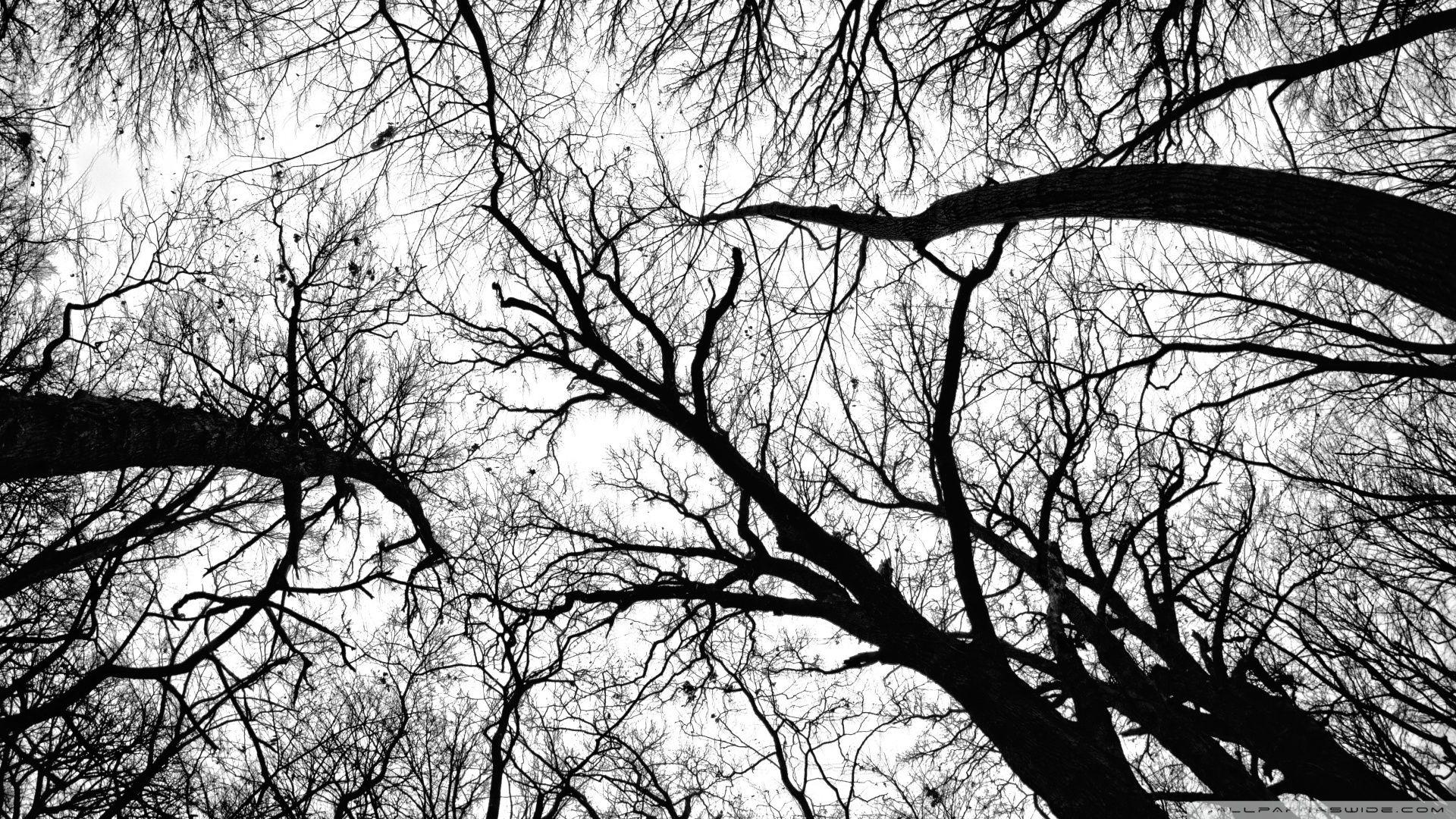 1920x1080 Download Pecan Grove Black And White Wallpaper 1920x1080