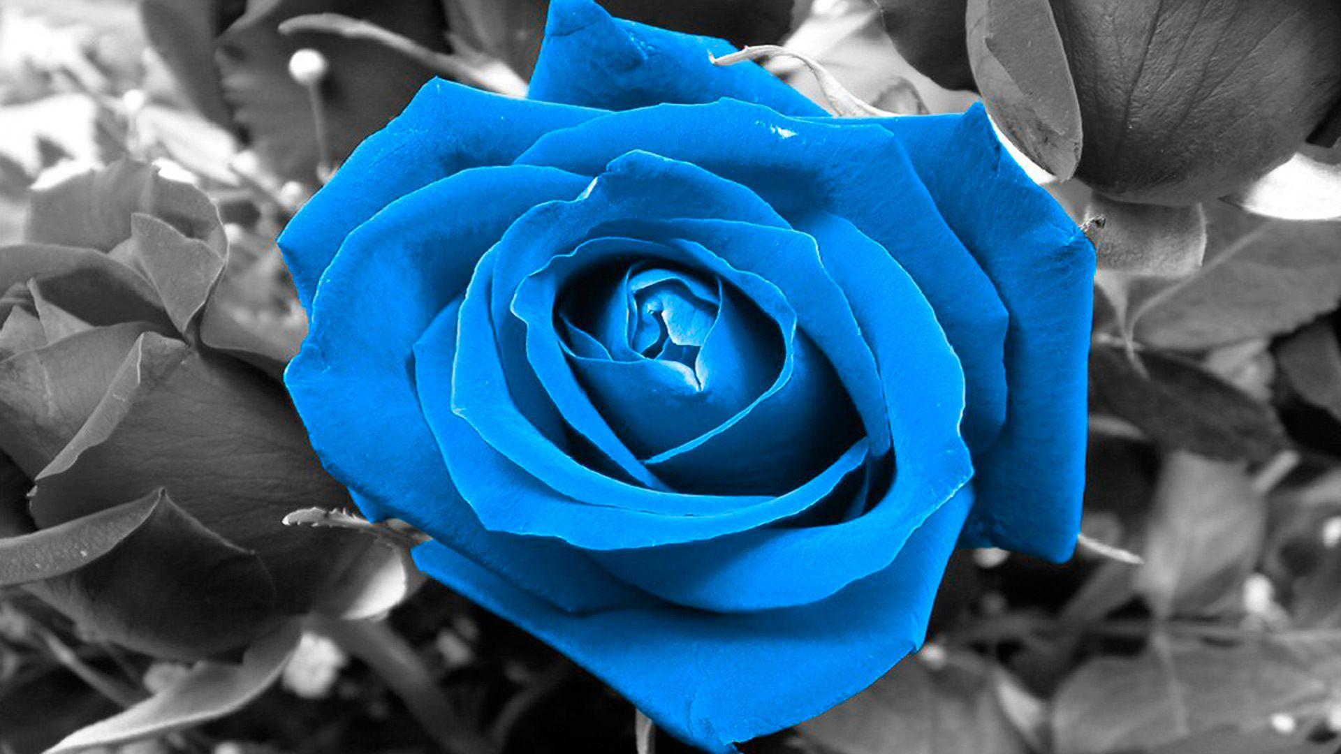 1920x1080 Free download Blue rose on black and white background wallpaper