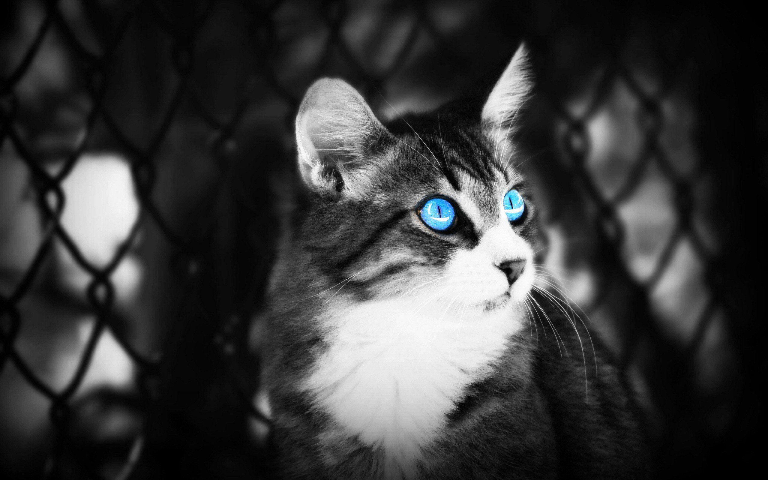 2560x1600 Black white cats blue eyes animals depth of field selective