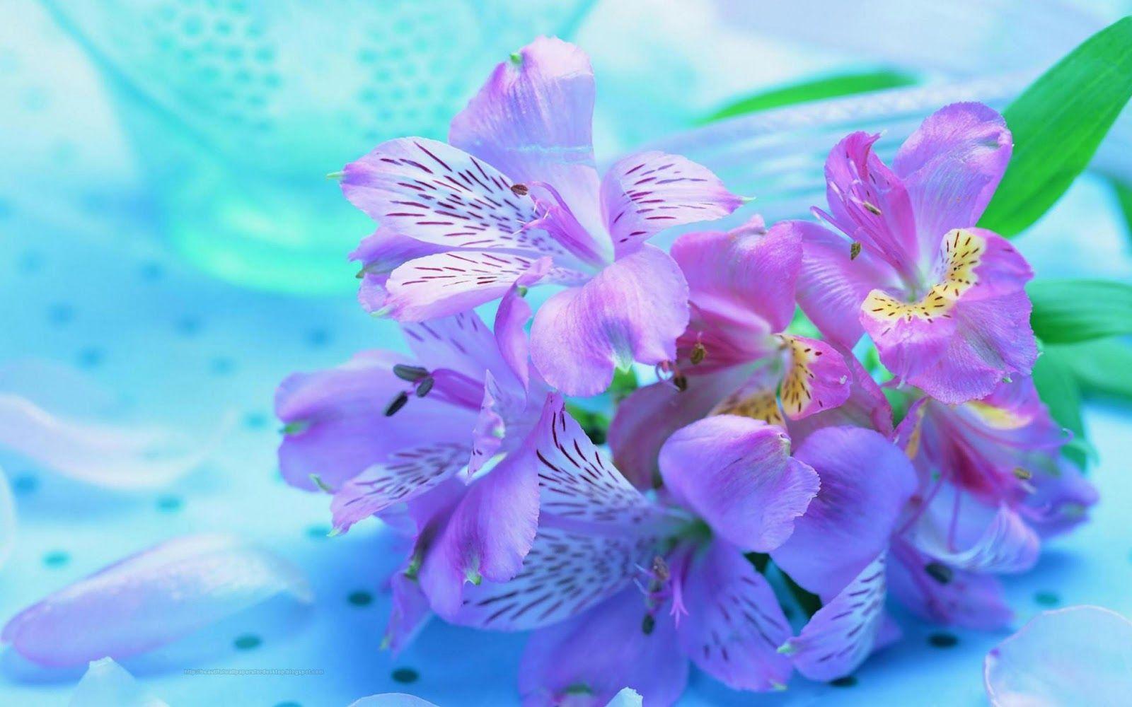 1600x1000 Purple Flower Wallpaper HD