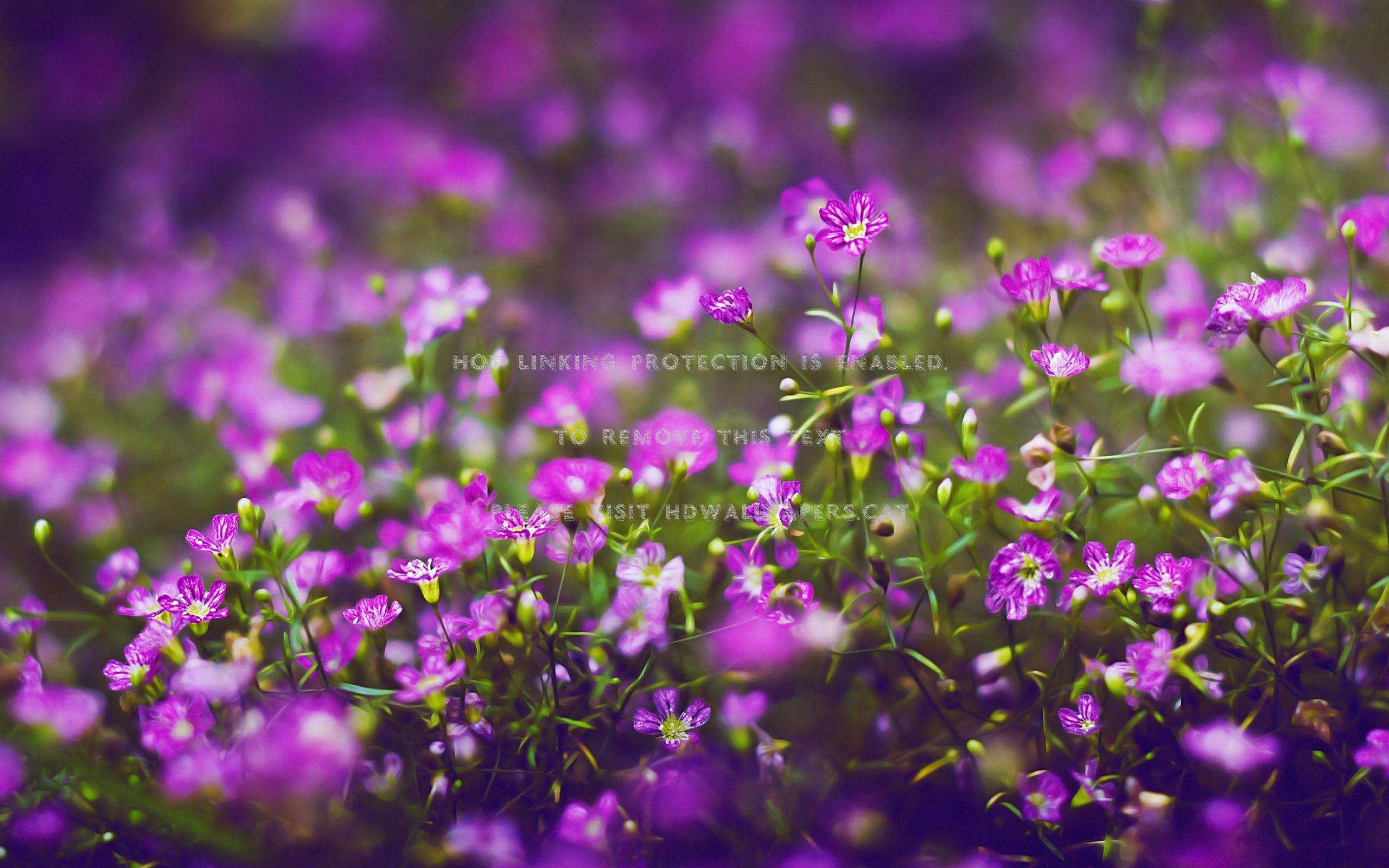 2560x1600 purple flowers field of delicate lovely tiny