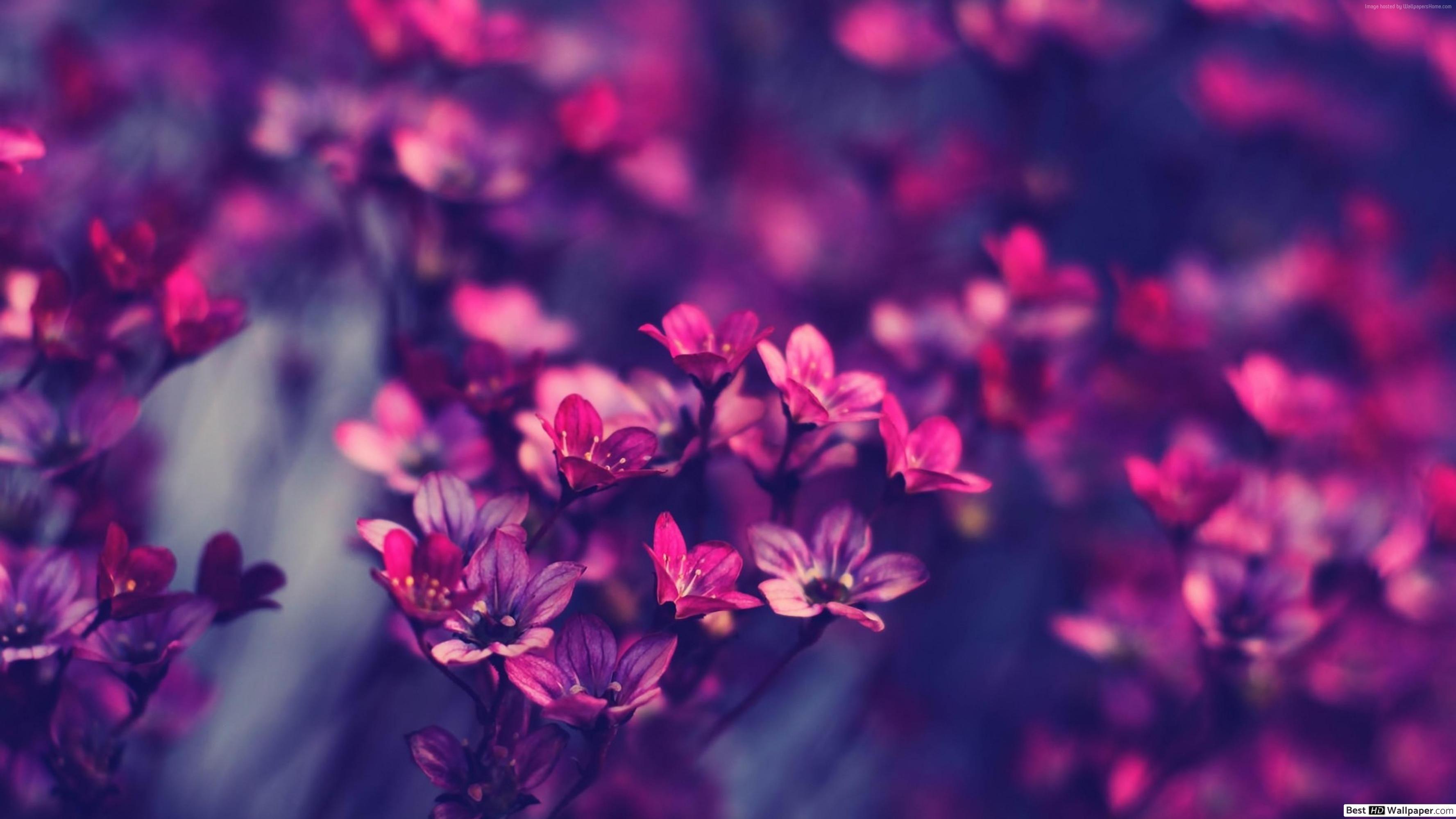 3554x1999 Nature Flower background HD wallpaper download