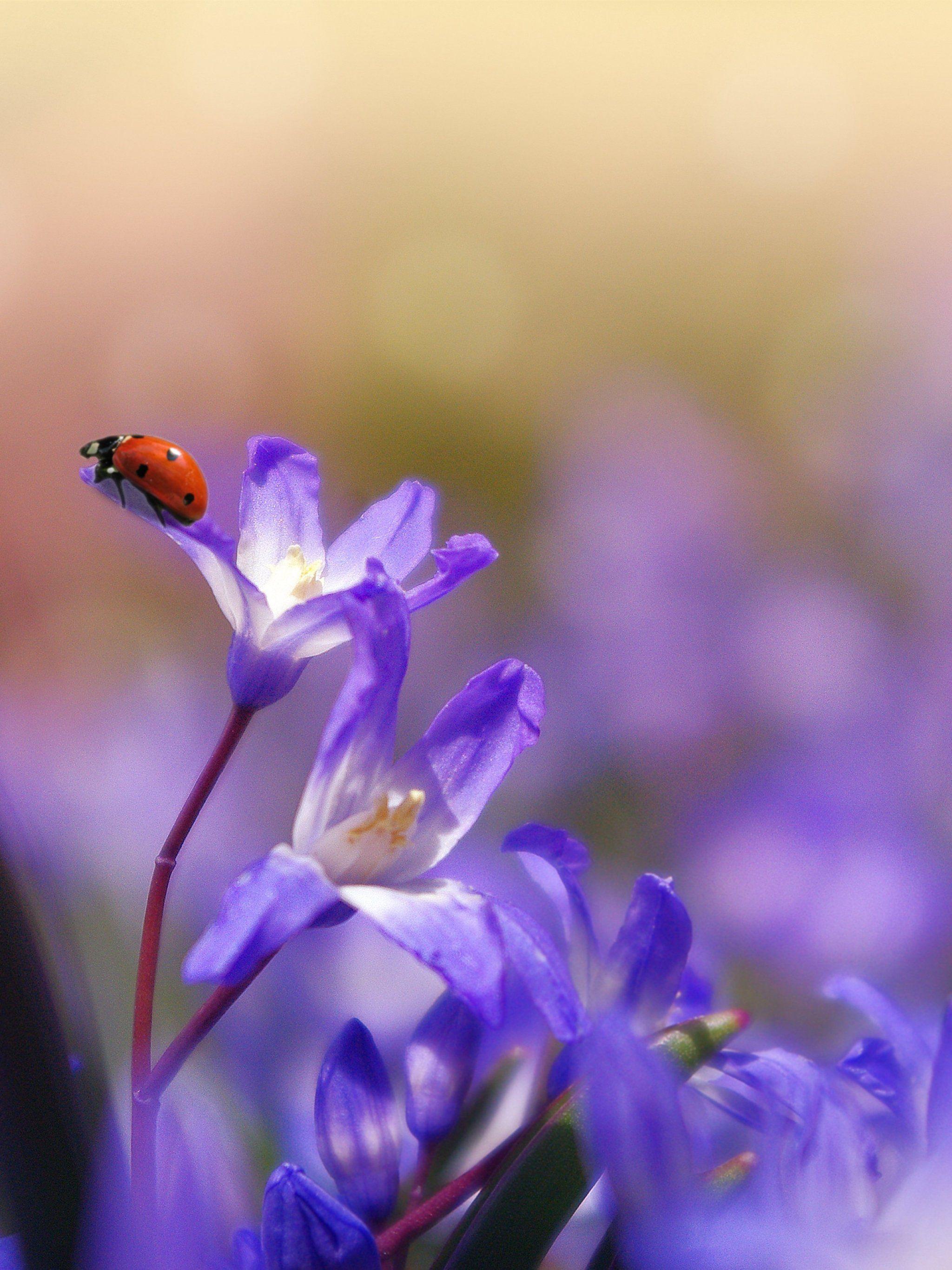 2048x2732 Ladybug on Purple Flower Wallpaper, Android & Desktop Background