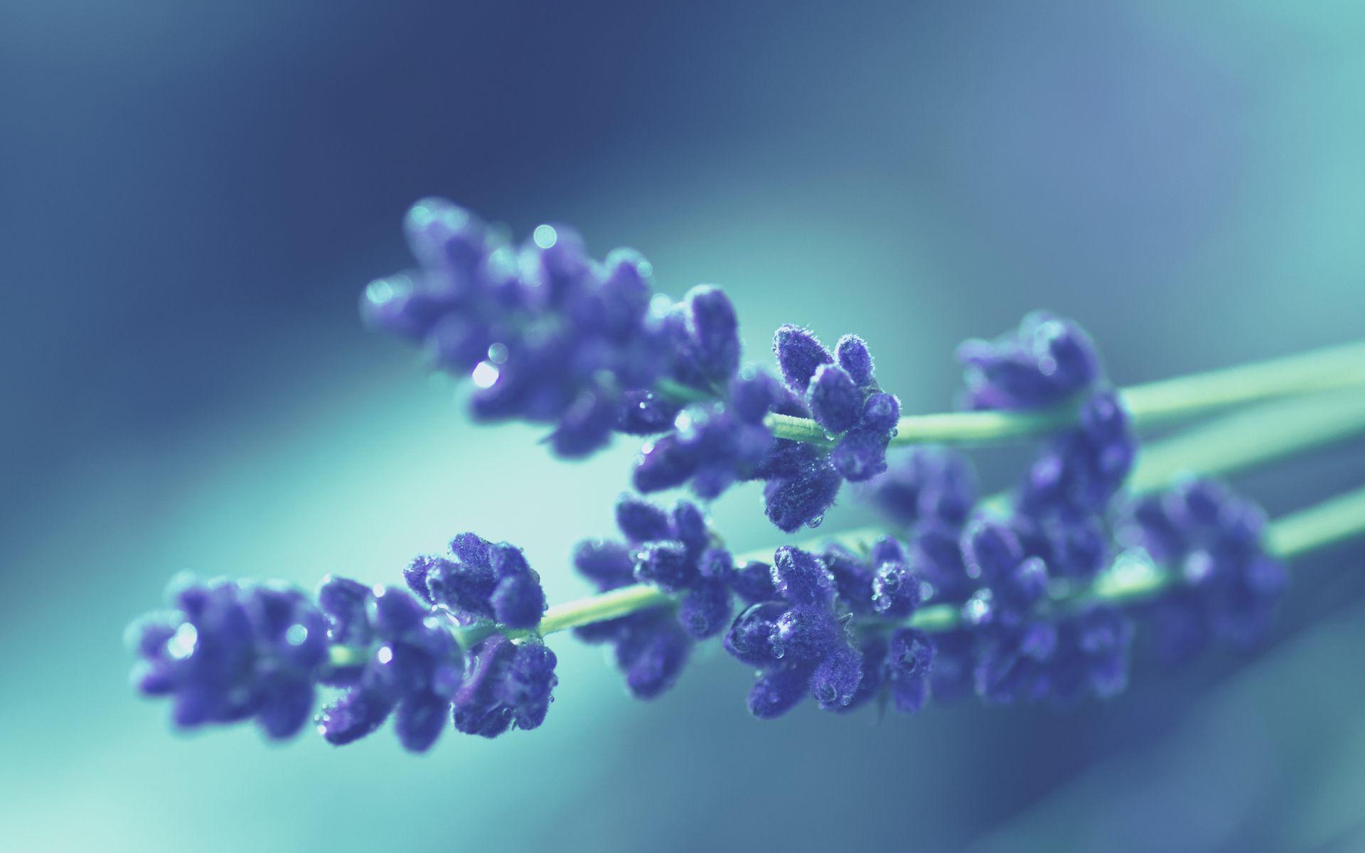 1920x1200 Purple Flowers Macro Close Up Free Wallpaper HD