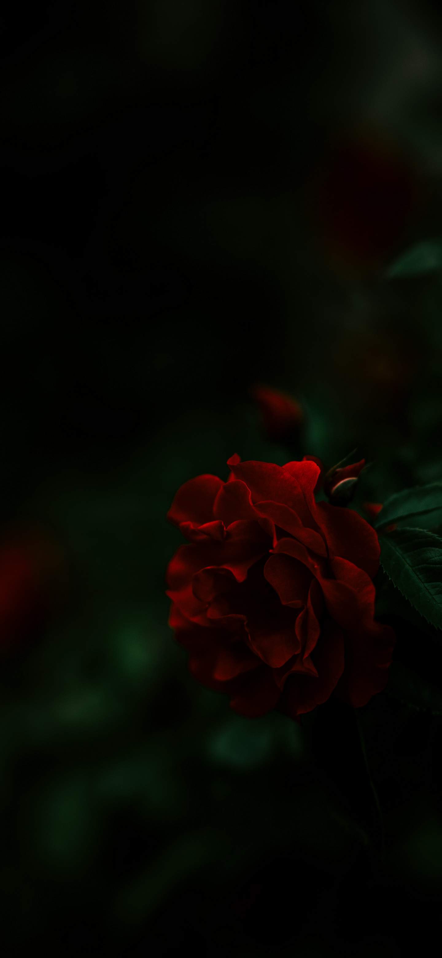 1440x3120 Wallpaper