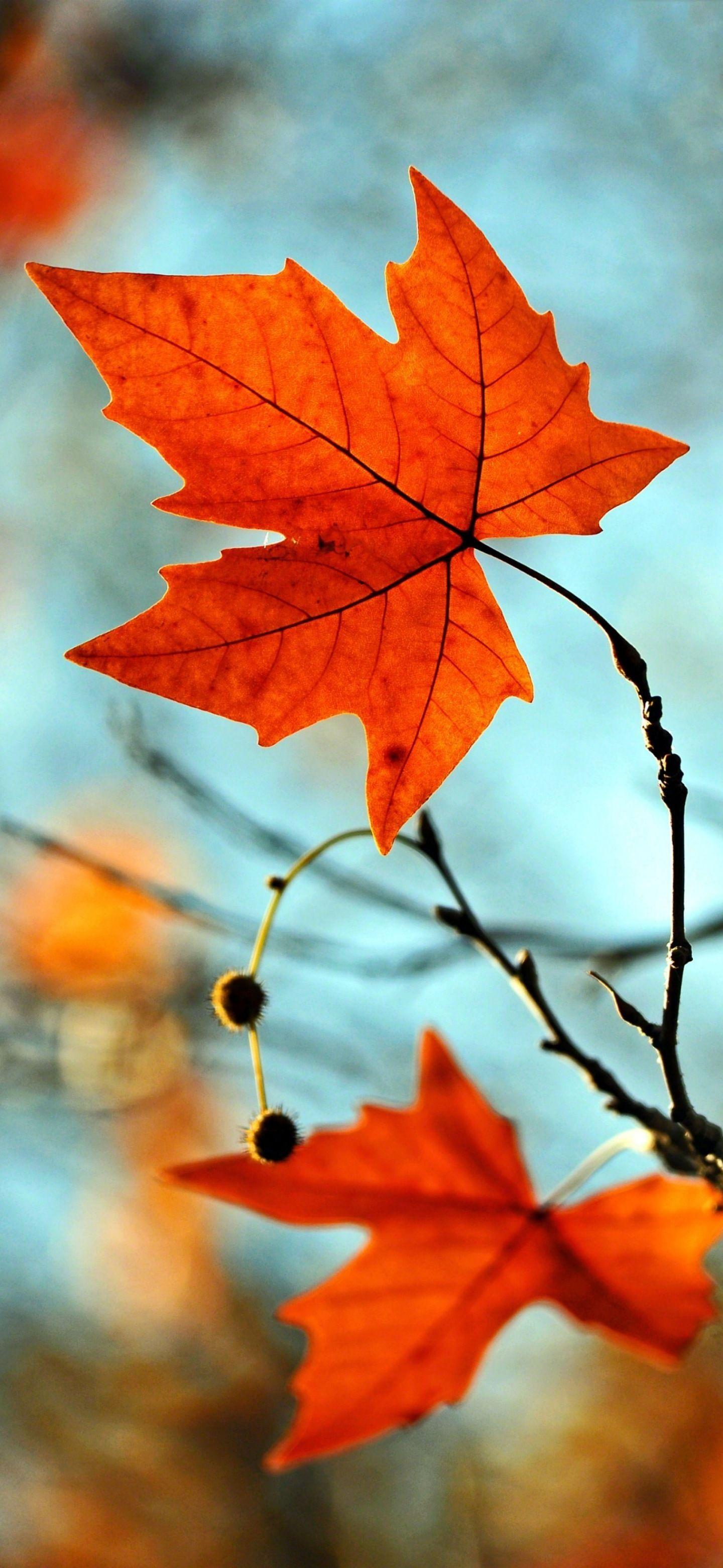 1440x3120 Wallpaper nature. Screen wallpaper. 1440x3120 Background