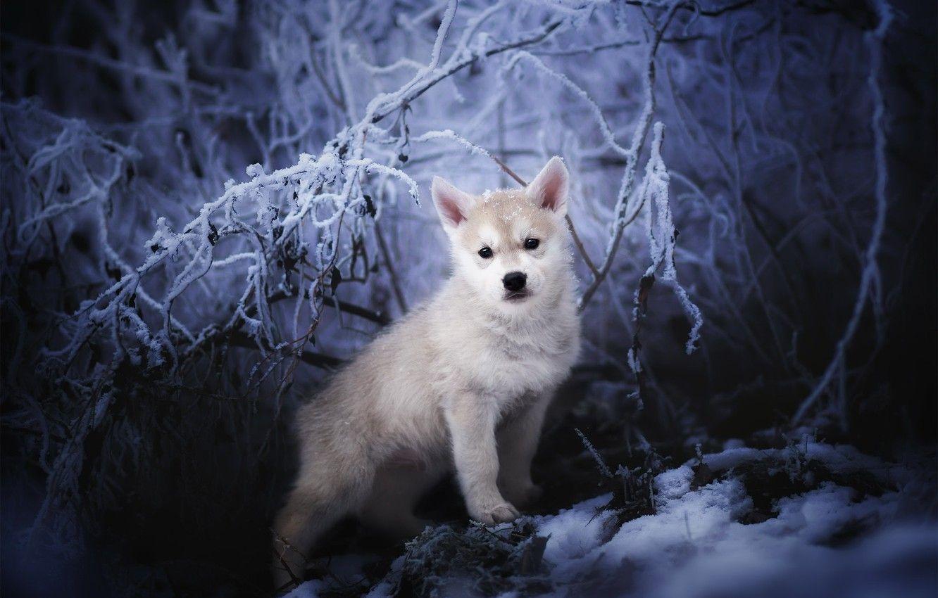 1332x850 Wallpaper winter, nature, Nordic Wolfdogs image for desktop