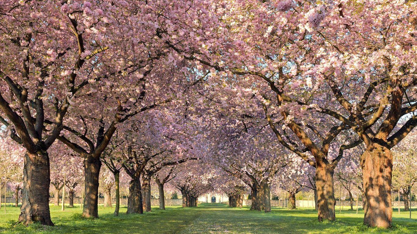 1366x768 Orchard Wallpaper