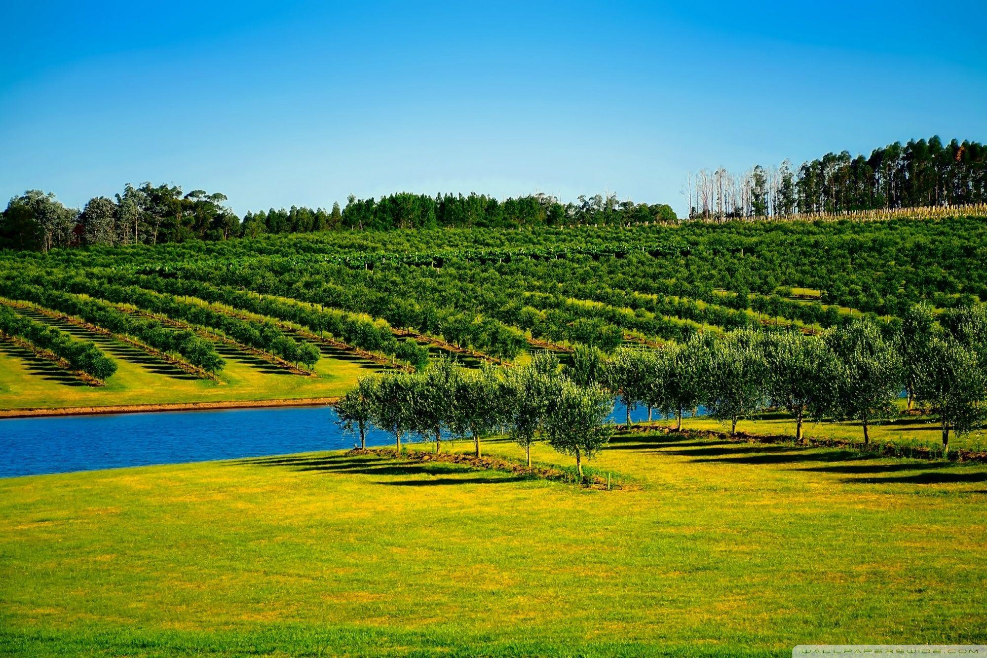 2000x1333 Download Orchard Landscape UltraHD Wallpaper