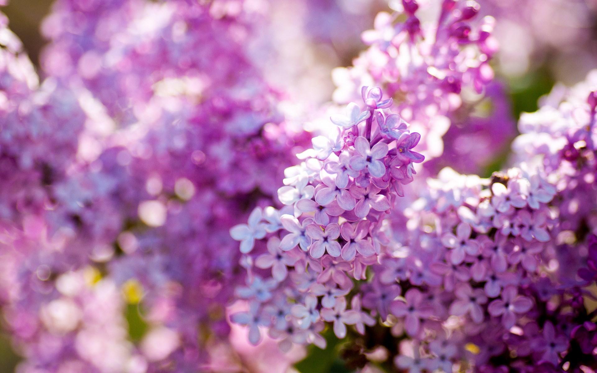 lilac flower wallpaper