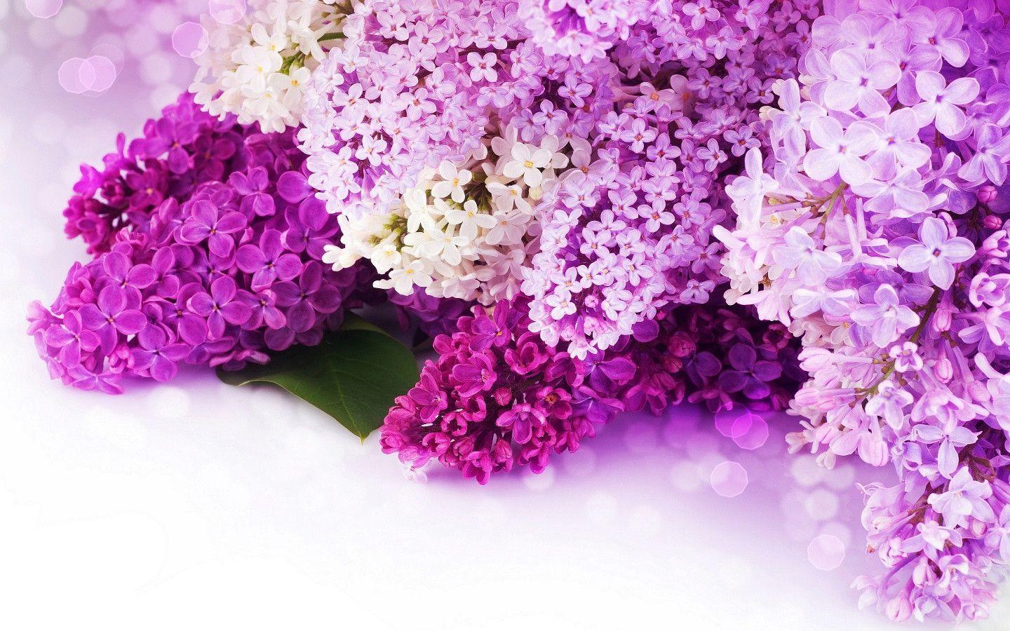 Lilac Flower Wallpapers Top Free Lilac Flower Backgrounds Wallpaperaccess
