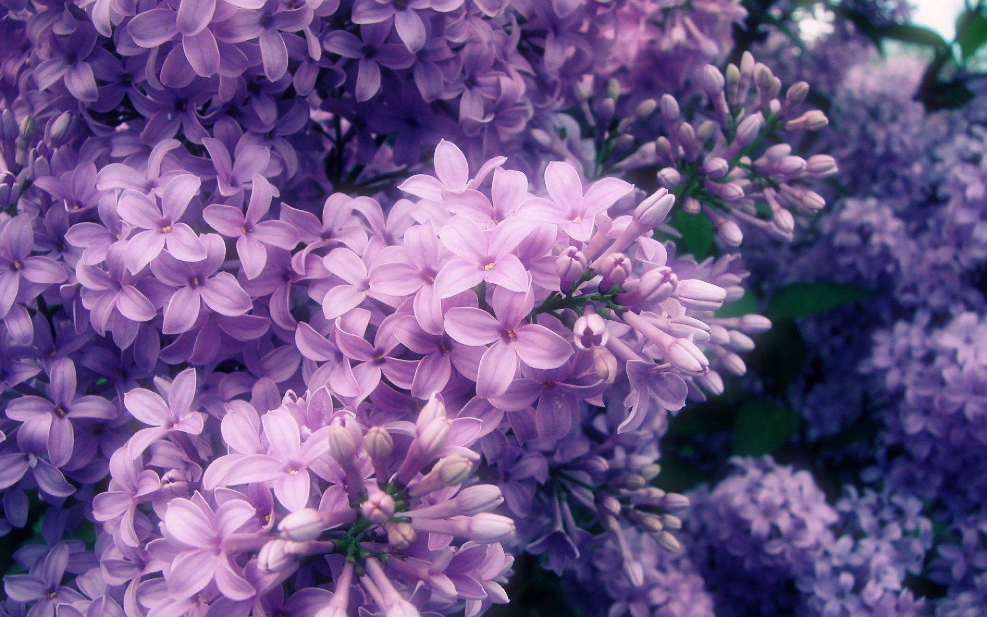 1920x1200 Lilacs HD Wallpaper