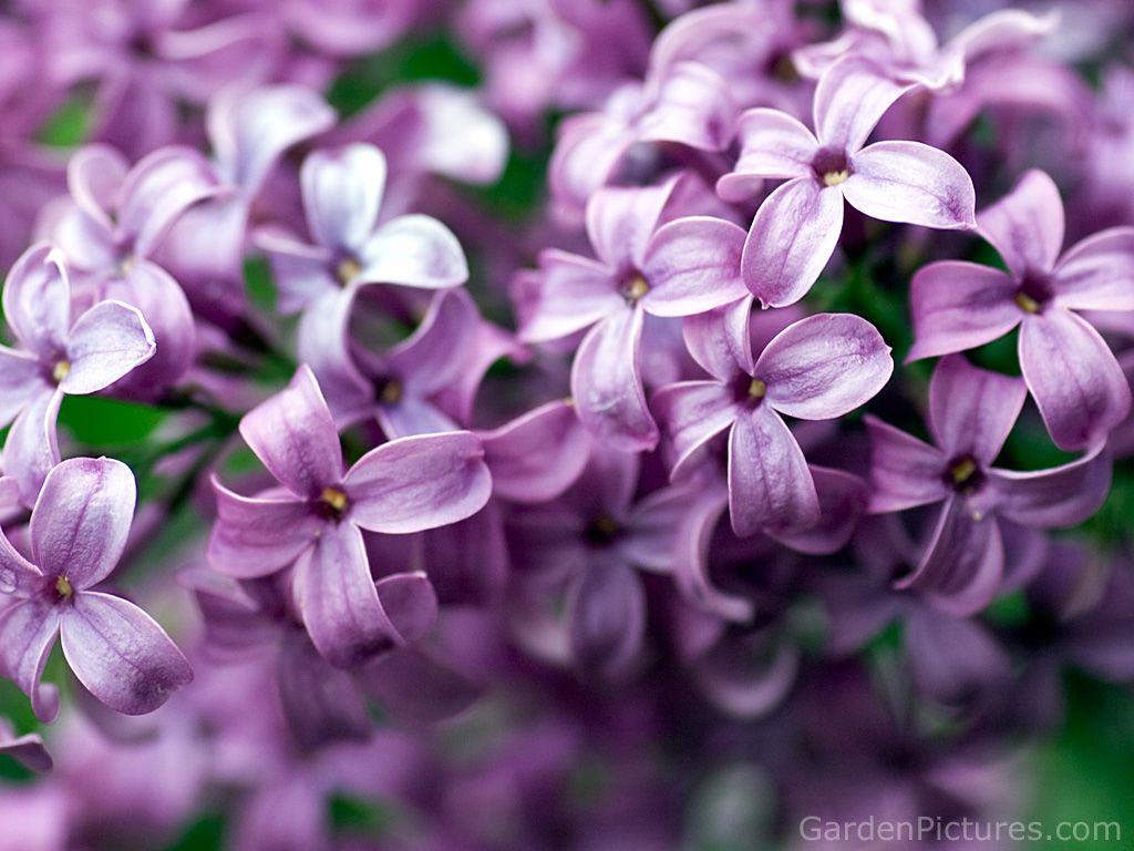 1024x768 Lilac Flower wallpaperx768