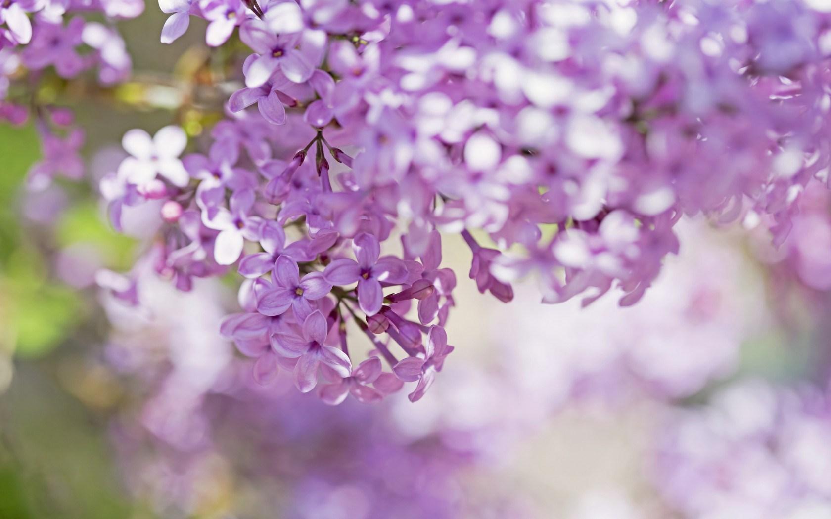 1680x1050 Lilac Flowers Wallpaper