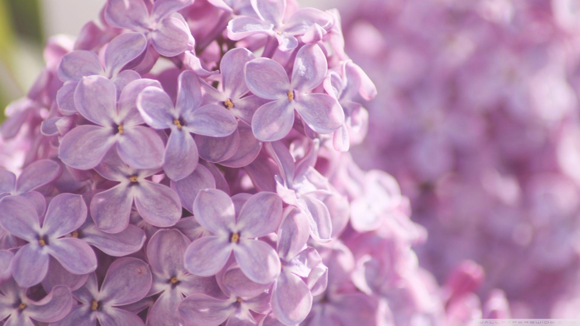 1920x1080 Pink Lilac Flowers wallpaperx1080