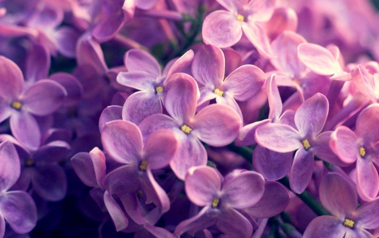 1280x804 Lilac Flowers wallpaper. Lilac Flowers