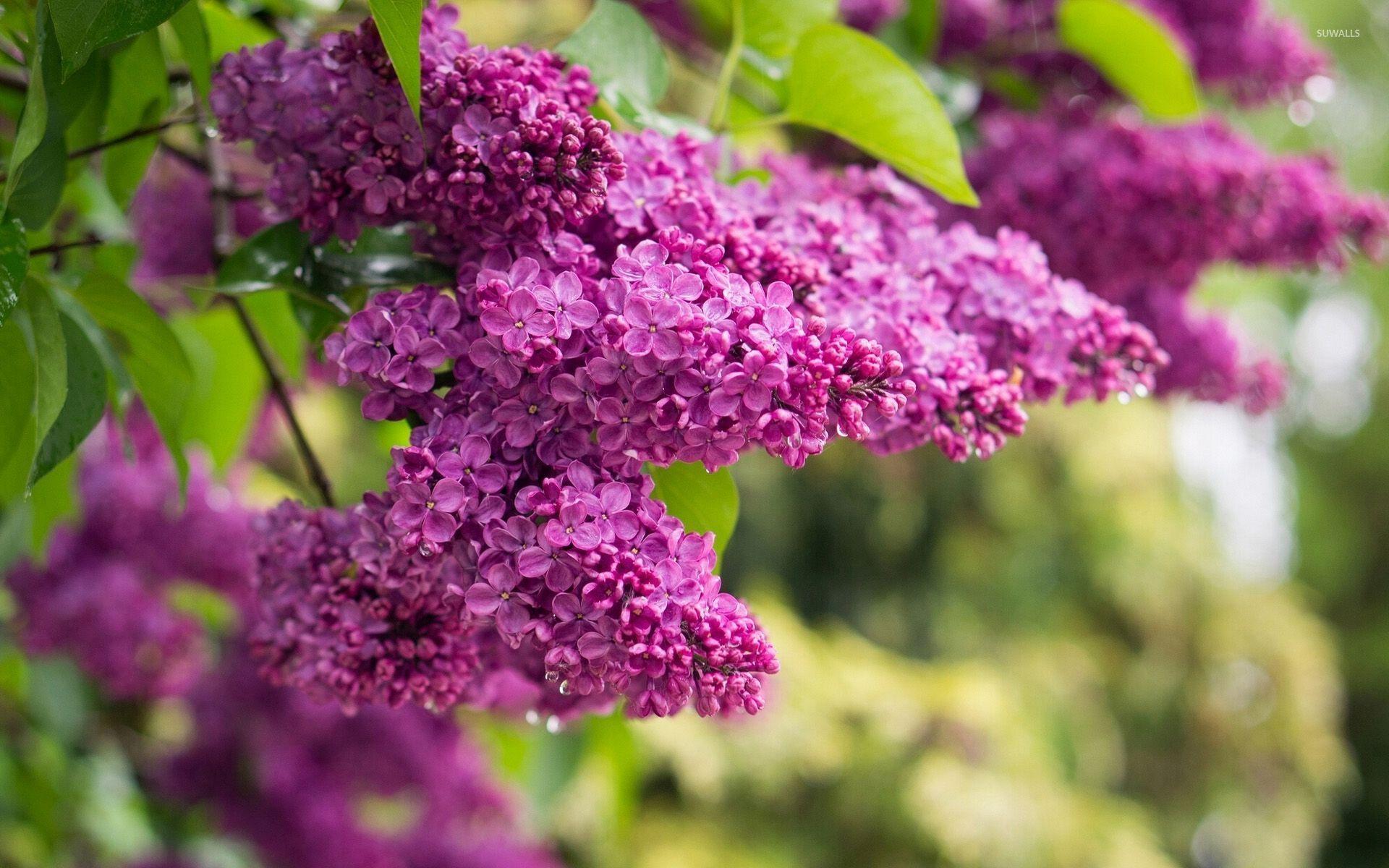 1920x1200 Lilac [10] wallpaper wallpaper
