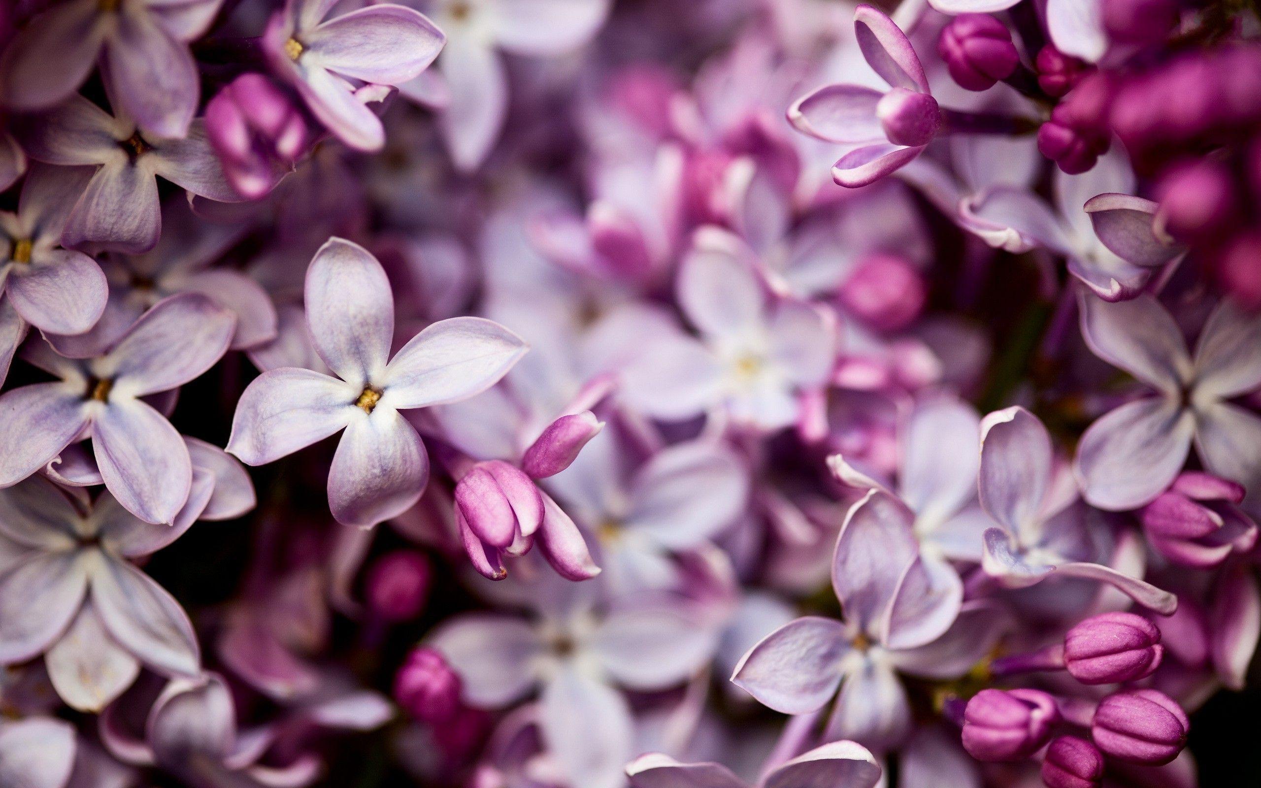 2560x1600 Lilac Wallpaper Wallpaper High Resolution