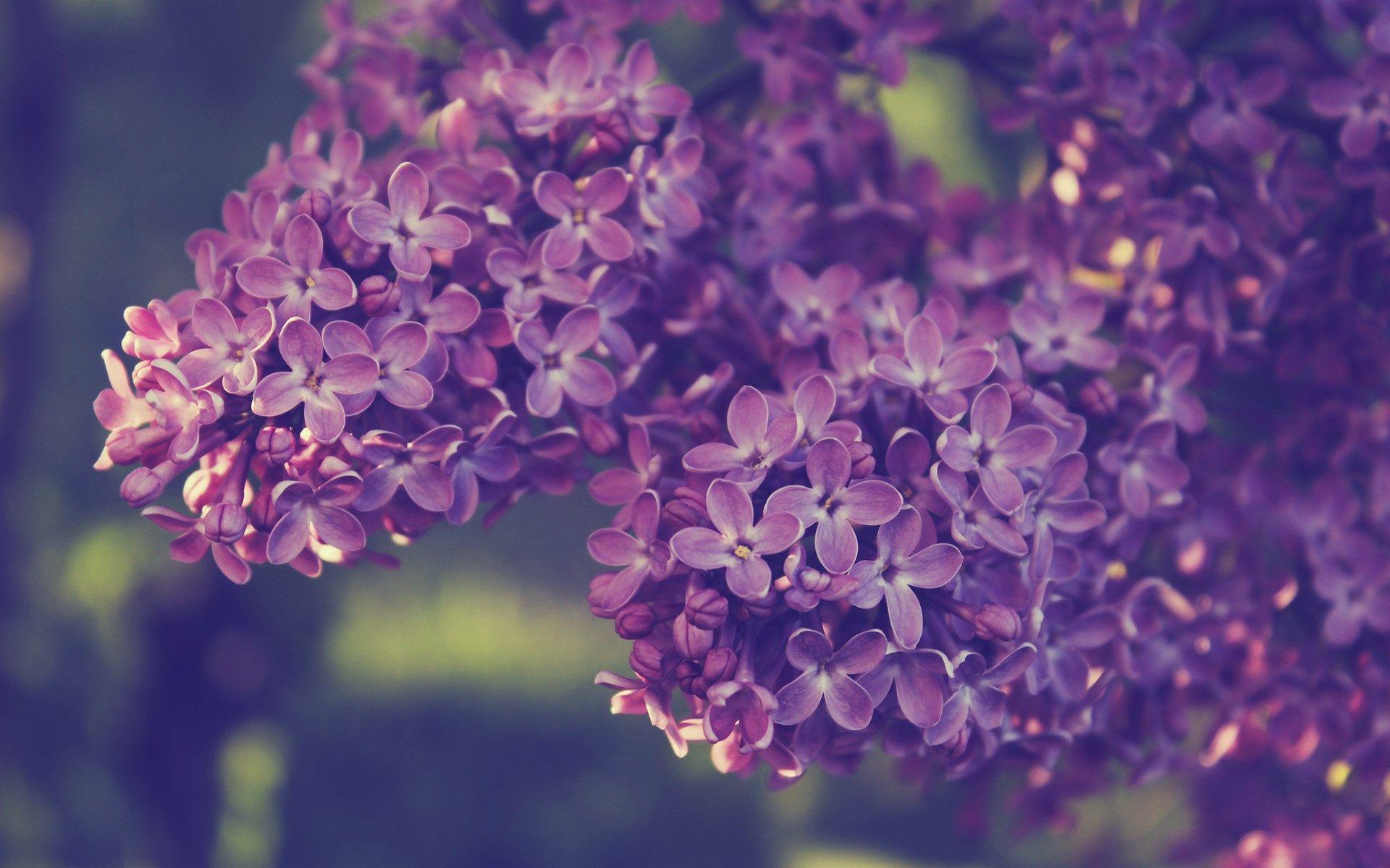 1920x1200 syringa lilac flowers Desktop Wallpaperk HD