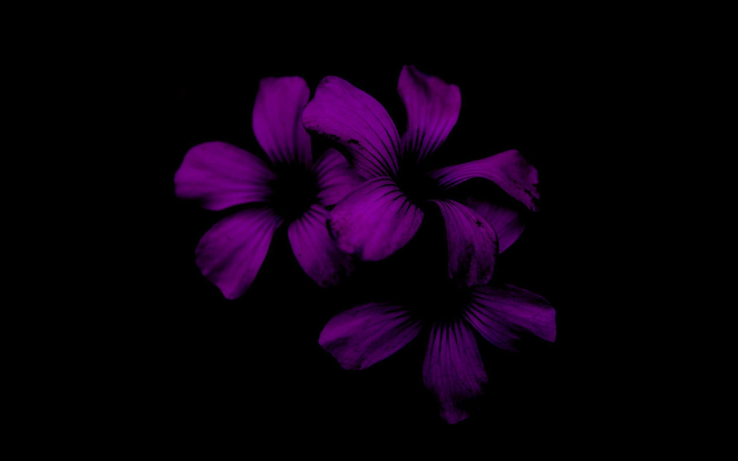 2560x1600 Download wallpaper 2560x1600 lilac, flower, dark, purple, night