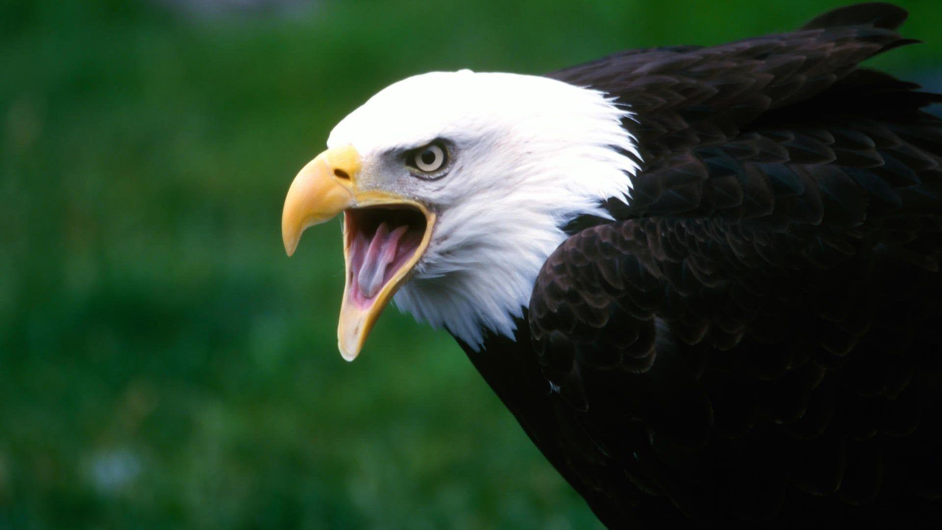 1920 X 1080 Eagle Wallpapers - Top Free 1920 X 1080 Eagle Backgrounds