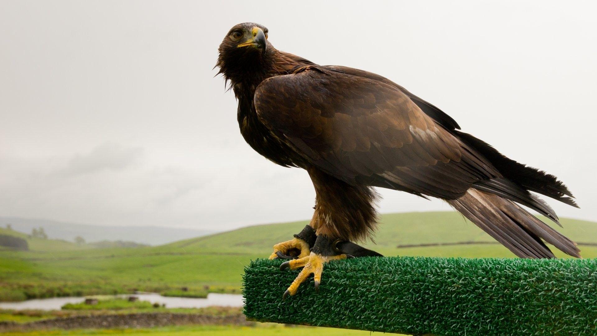 1920x1080 Golden Eagle Wallpaper