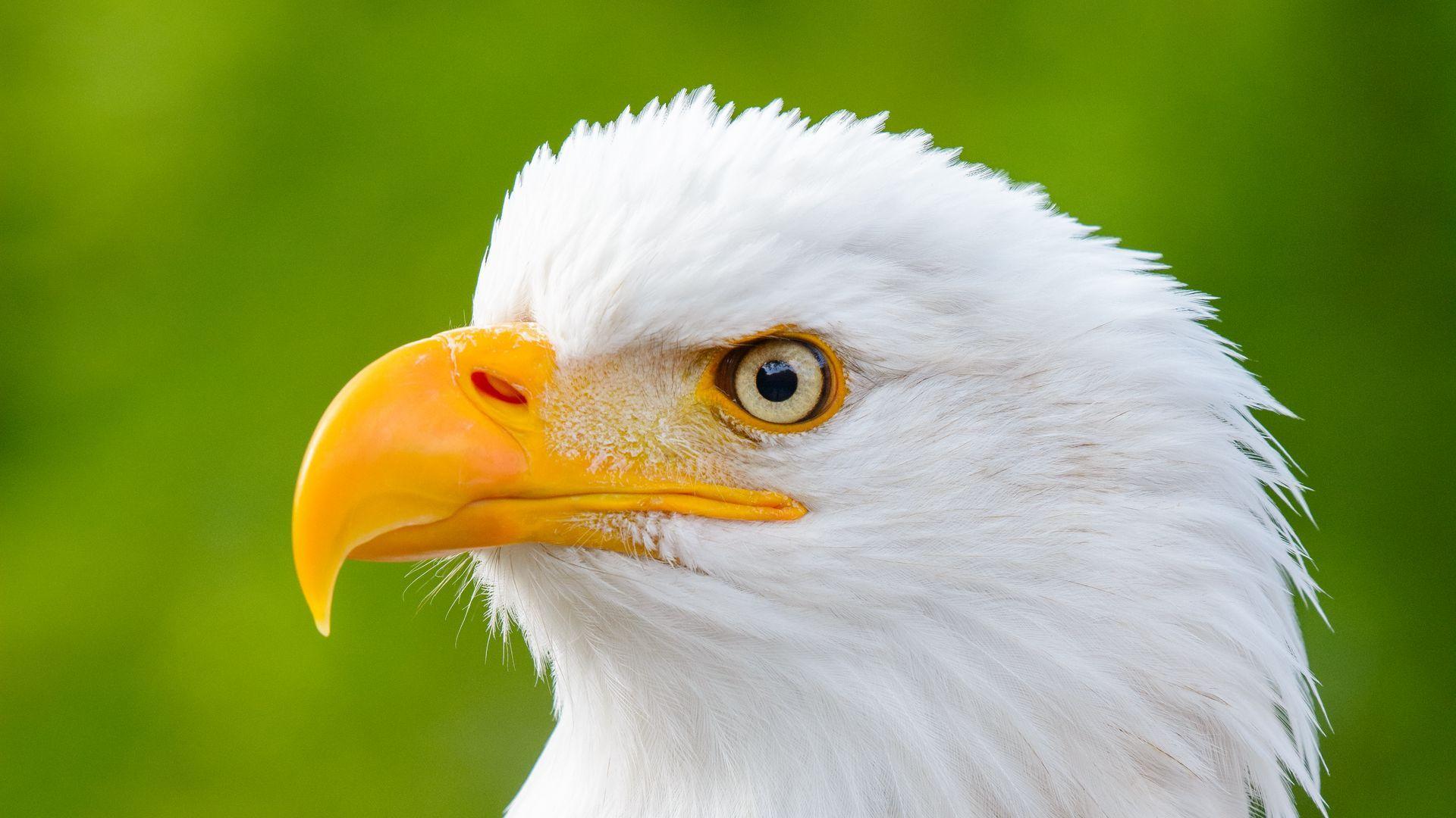 1920x1080 Download wallpaper 1920x1080 eagle, bird, predator, view, beak