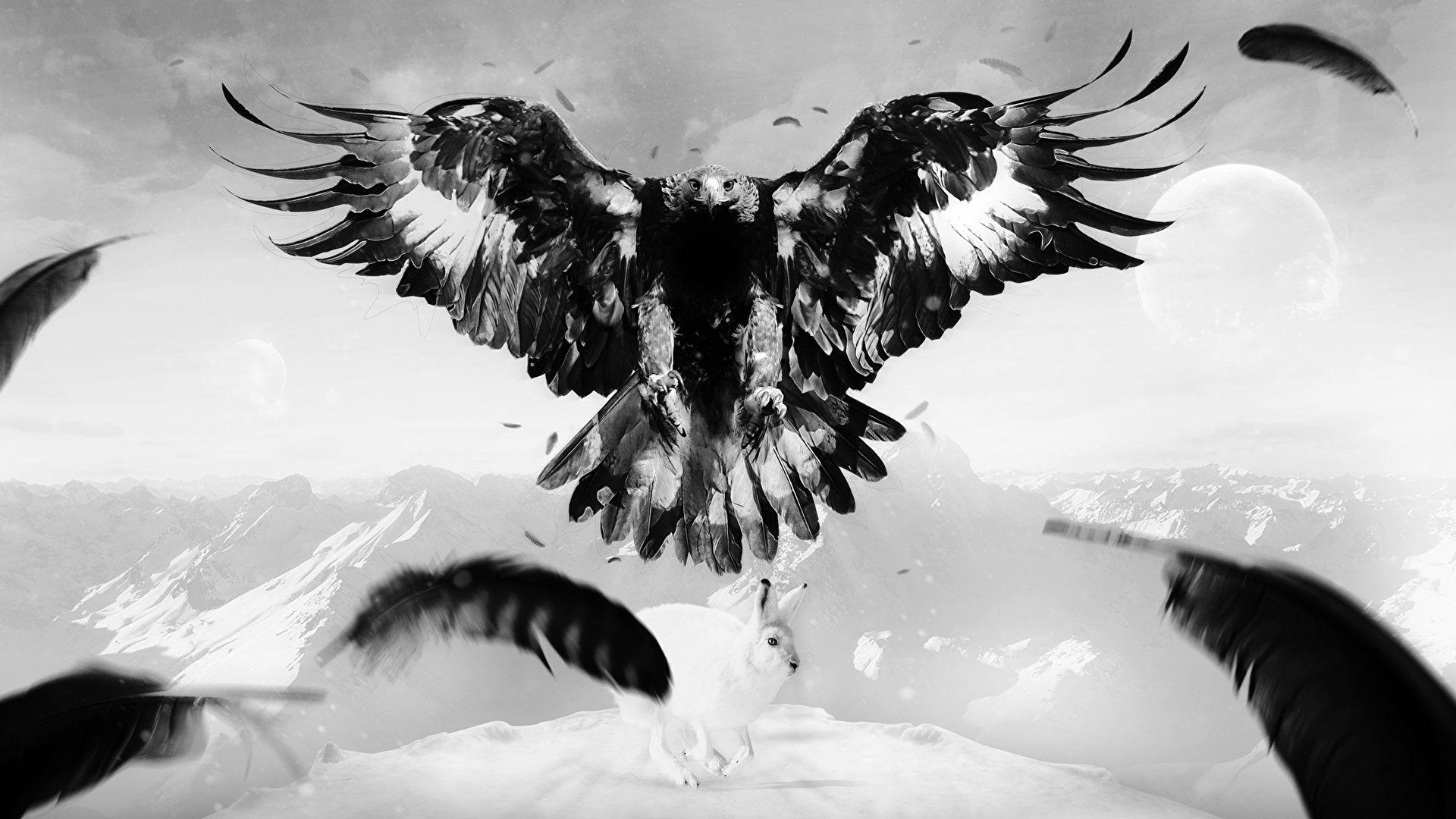 1920x1080 Image Birds Hares Eagles Wings Feathers Animals 1920x1080